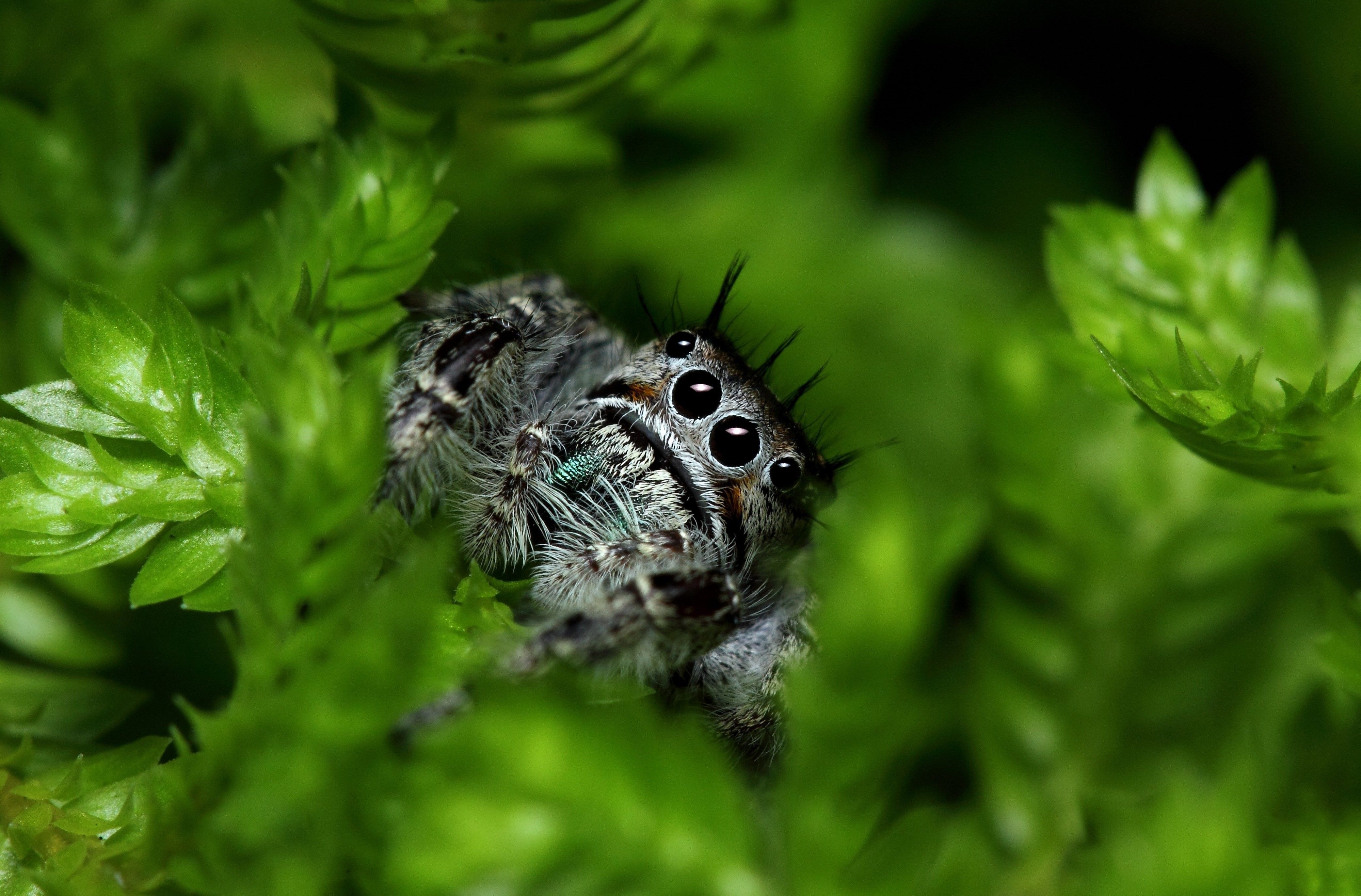 4168x2744 Wallpaper eyes, leaves, Spider, paws, vegetation, Jumping Spider, Salticidae, flycatcher spiders for mobile and desktop, section макро, resolution 4168x2744