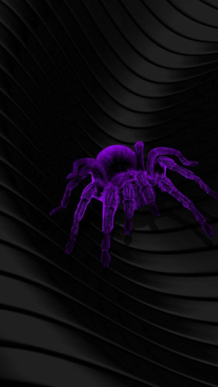 720x1280 Dark Aesthetic Spider Wallpaper. Halloween decoration ideas, Modern art inspiration, Neon purple spider art