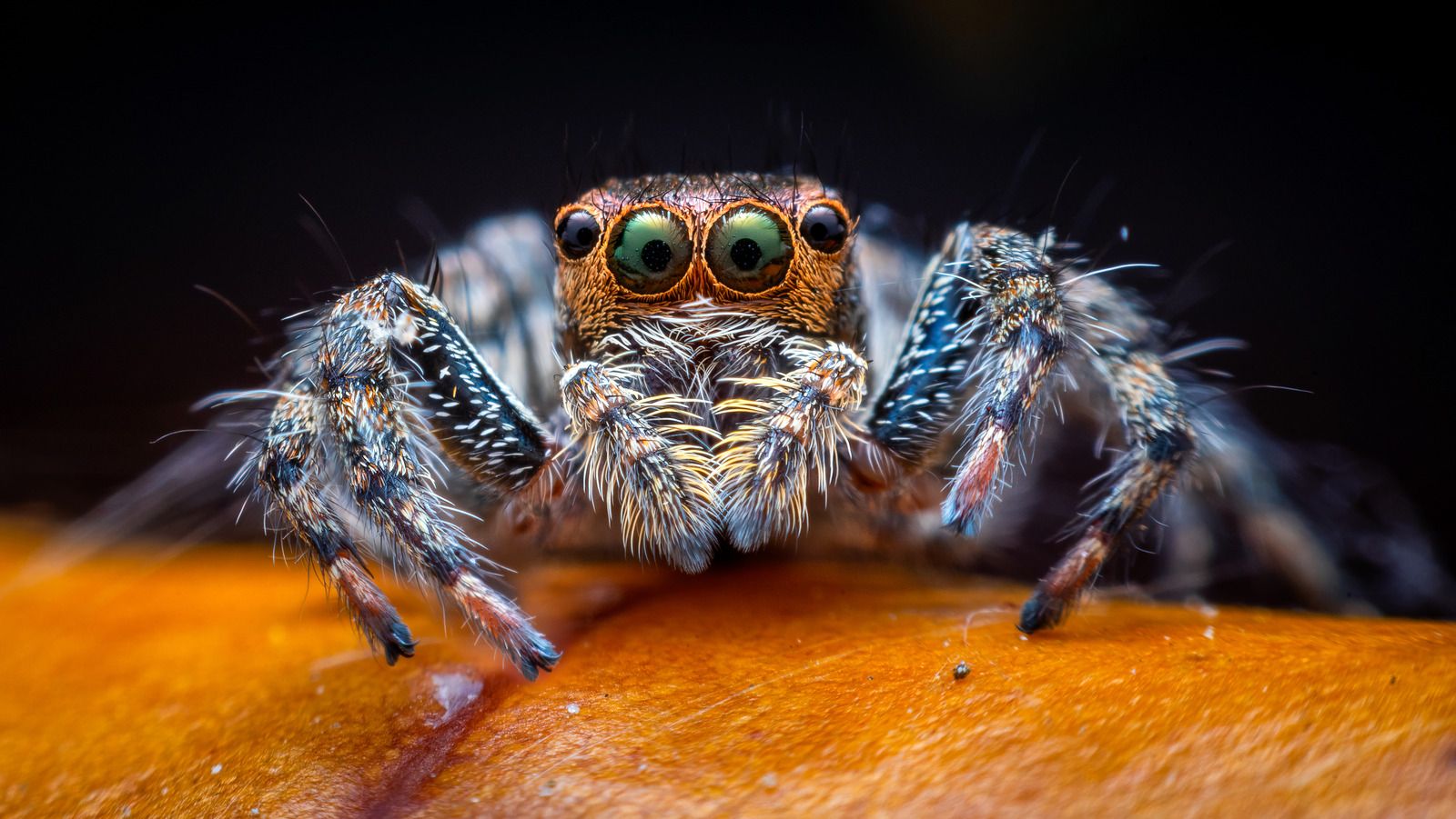 1600x901 Why This Common Household Spider Has Terrifying Eyes