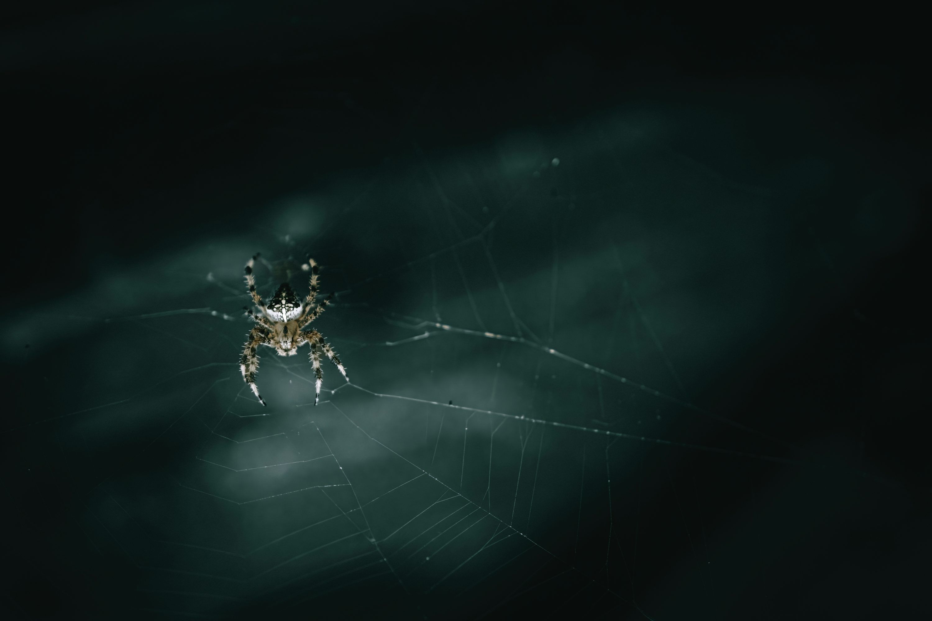 3000x2000 A close up of a spider on a web photo