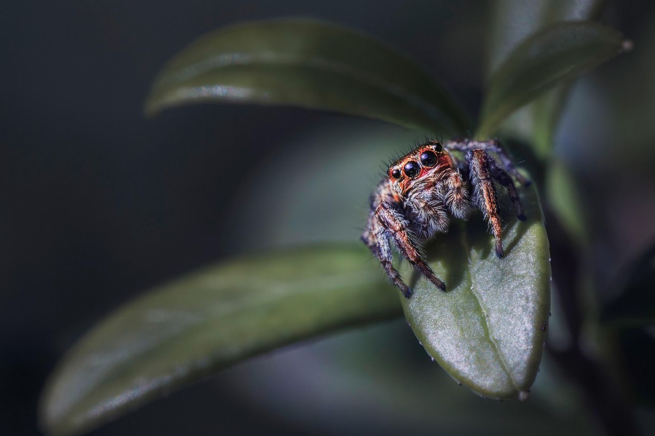 1280x853 Free Jumping Spider & Spider Image