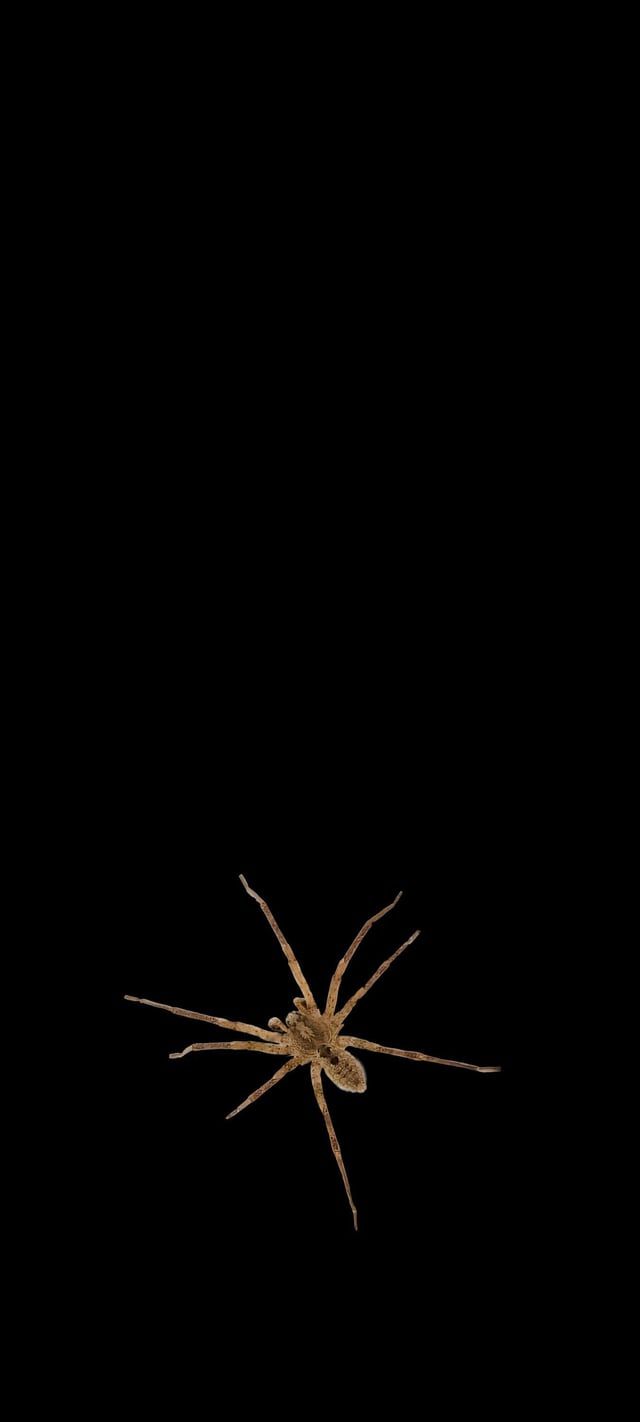 640x1422 Brown Recluse spider wallpaper [1350x3000] [20:9]