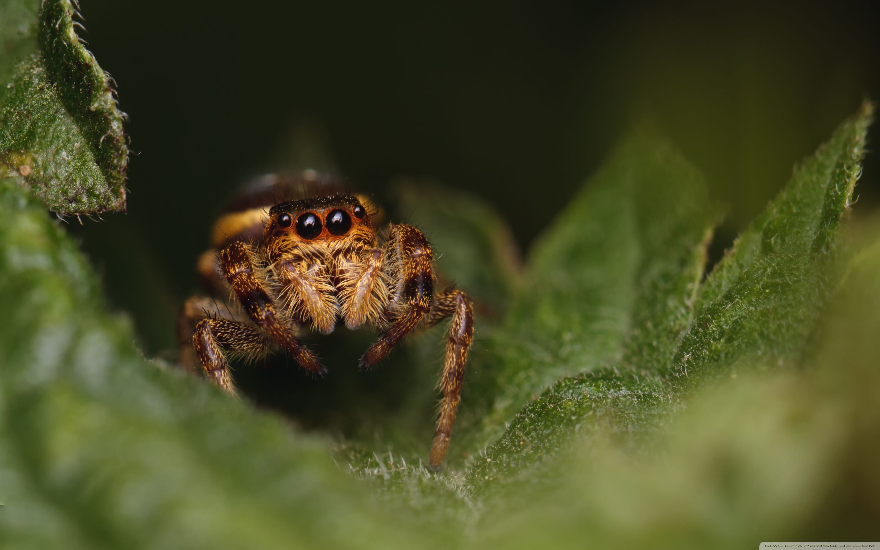 2880x1800 Jumping Spider 4K UHD Wallpaper for UltraHD Desktop and TV : Widescreen and UltraWide Display : Smartphone and Tablet Devices