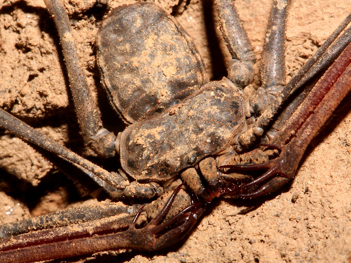 1152x864 misc arachnid wallpaper