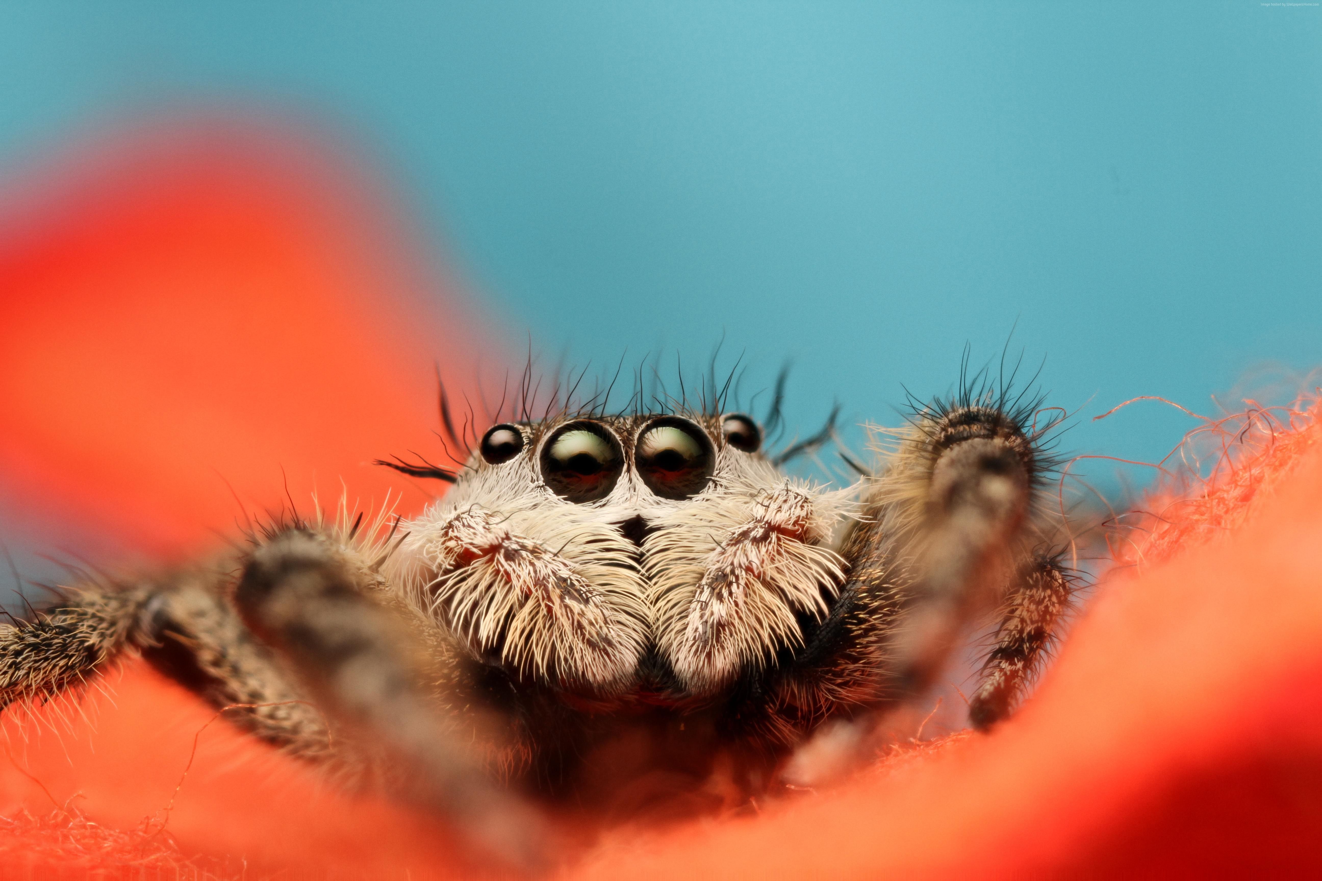 5184x3456 Jumping Spider Wallpaper