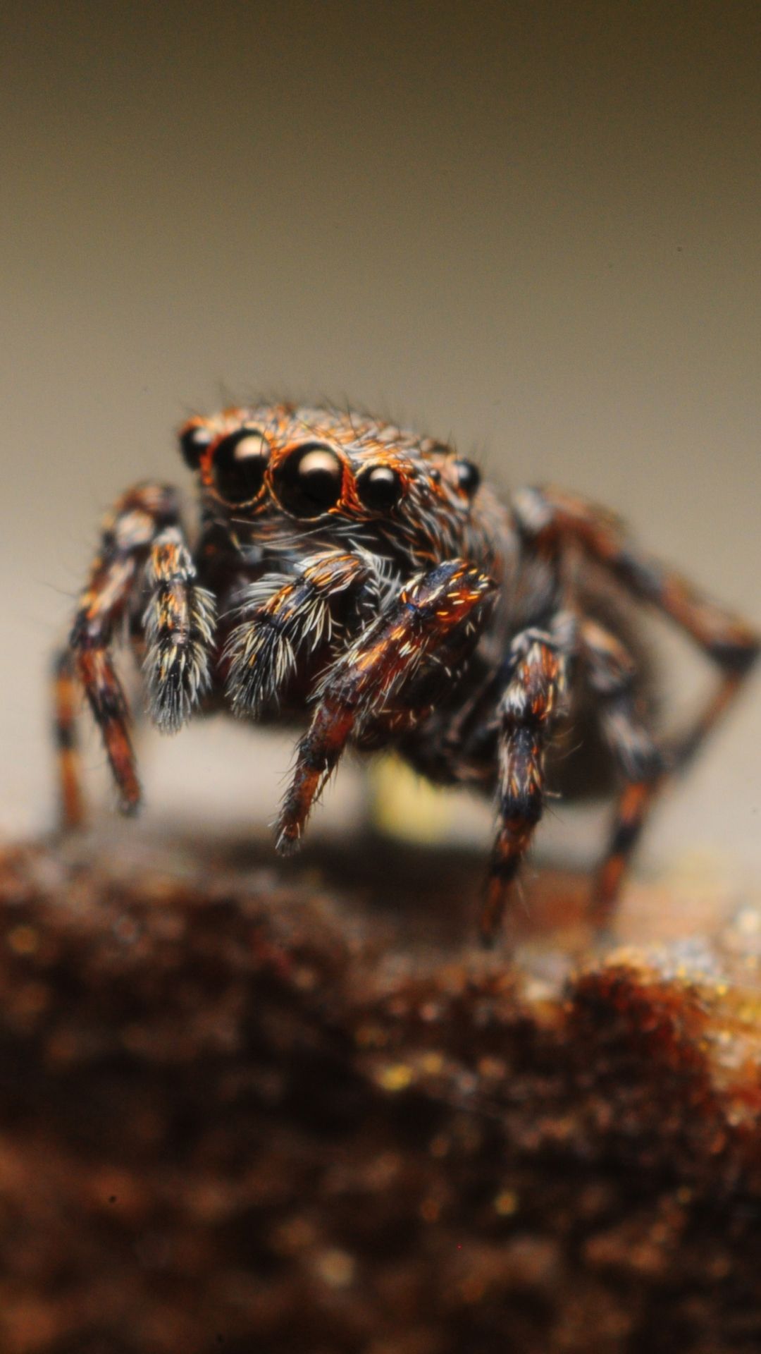 1080x1920 Phone wallpaper: Animal, Spider, Macro, Jumping Spider, Spiders 1153415