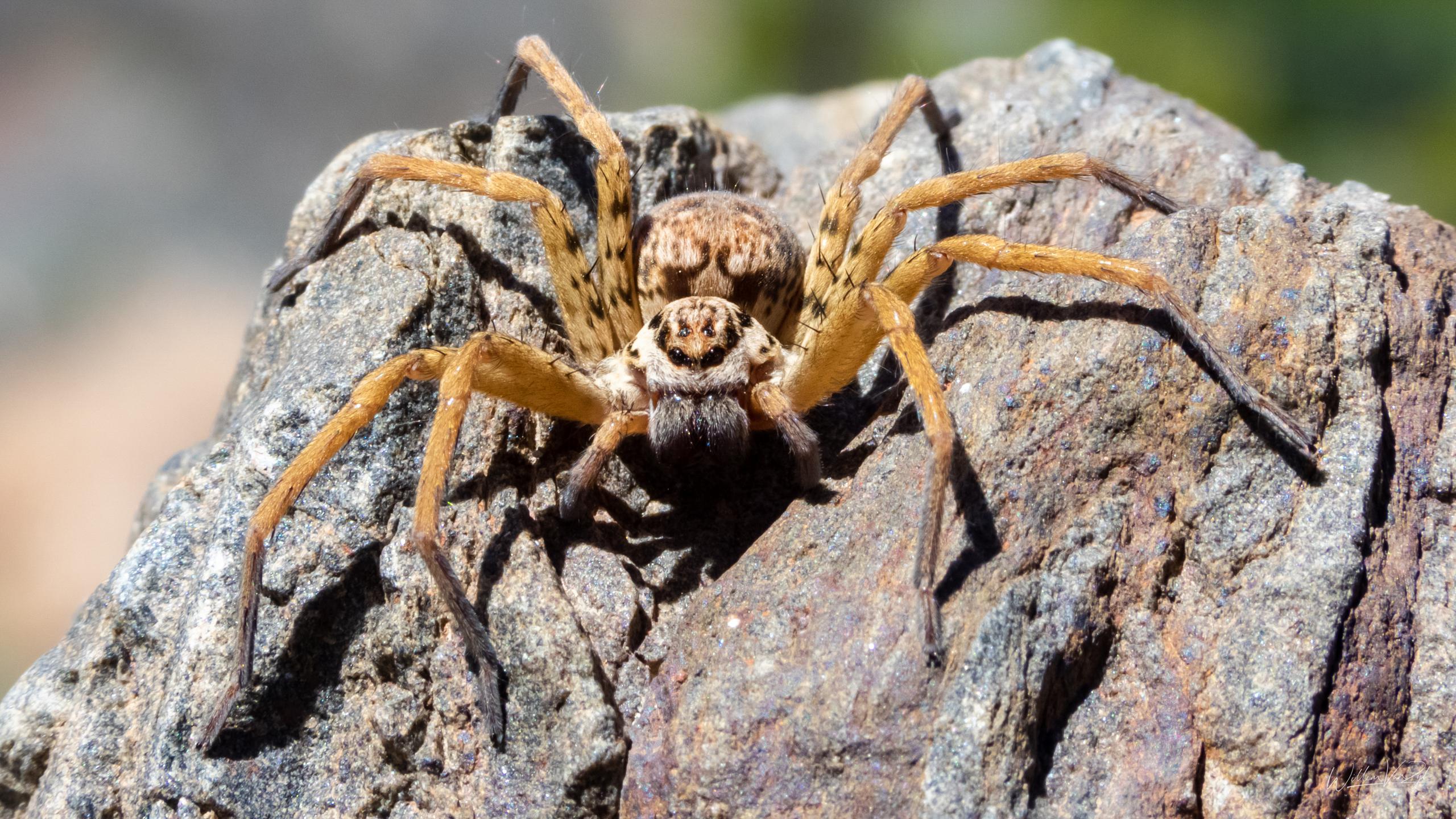 2560x1440 Huntsman Spider [2560x1440]