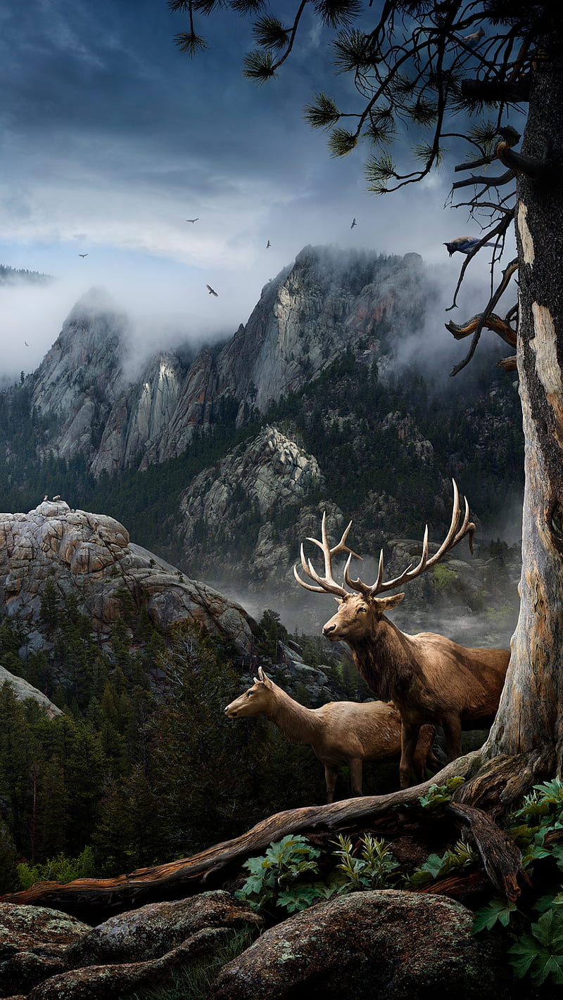 800x1422 Deer, animals, clouds, forest, mountains, nature, tree, HD phone wallpaper