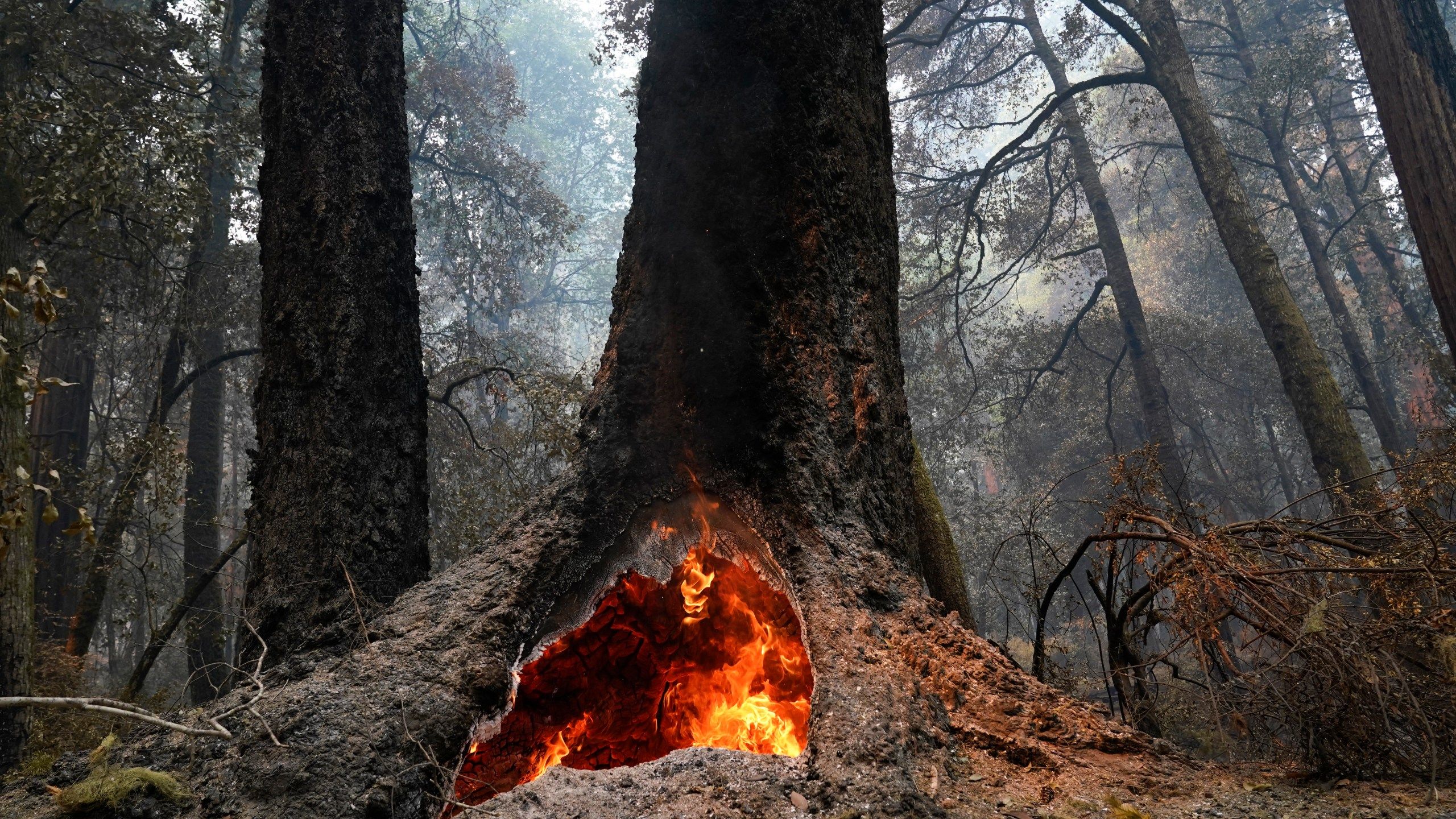 2560x1440 Redwoods survive wildfire at California's oldest state park