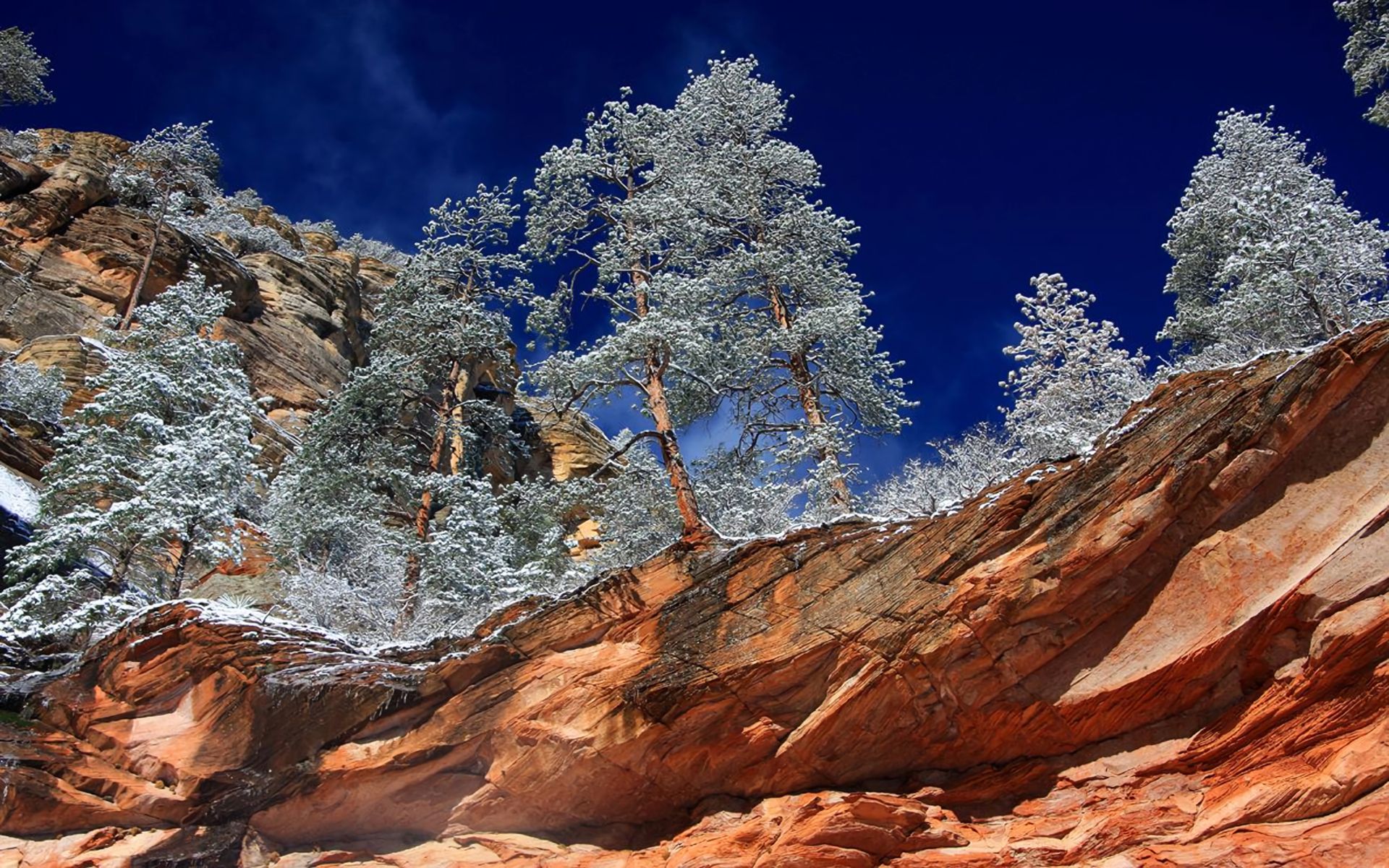 1920x1200 Download Tree Winter Arizona Sedona Oak Creek Canyon Nature Canyon HD Wallpaperx1200