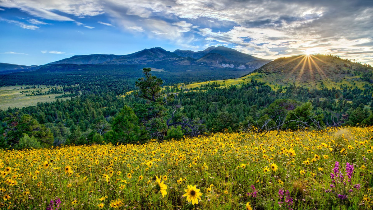 1200x675 Flagstaff Neighborhood Market Reports