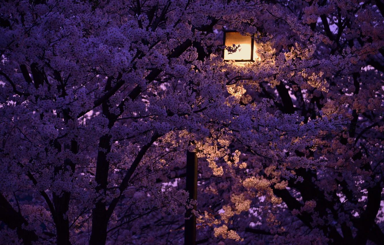 Iphone Night Japanese Cherry Blossom Wallpaper - Anonimowa-Na-Zawsze