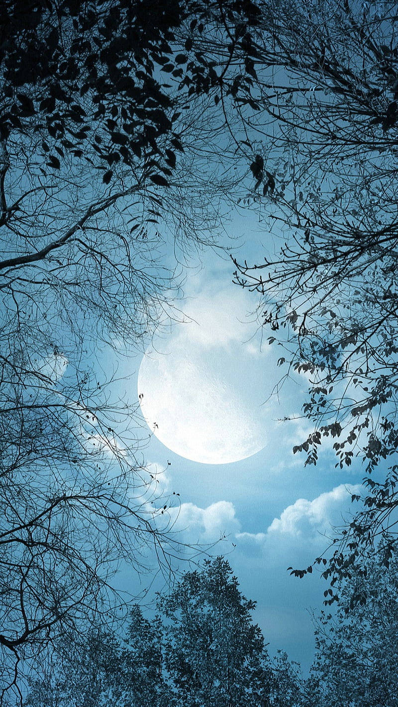 800x1422 Moon, forest, light, nature, night, tree, HD phone wallpaper