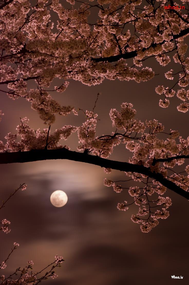 736x1110 Full Moon Natural HD Wallpaper