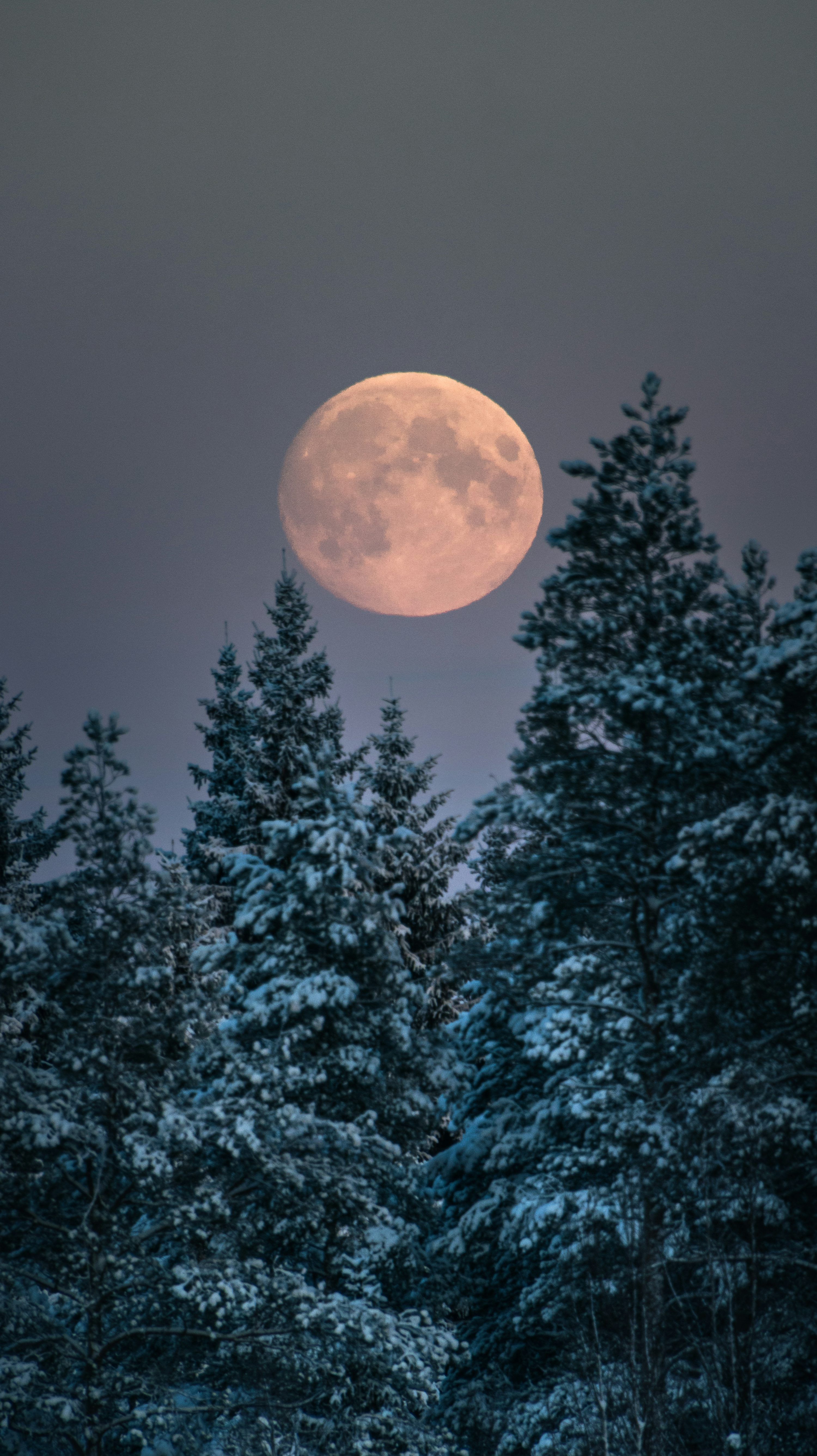 3000x5349 A full moon rises over a forest of trees photo