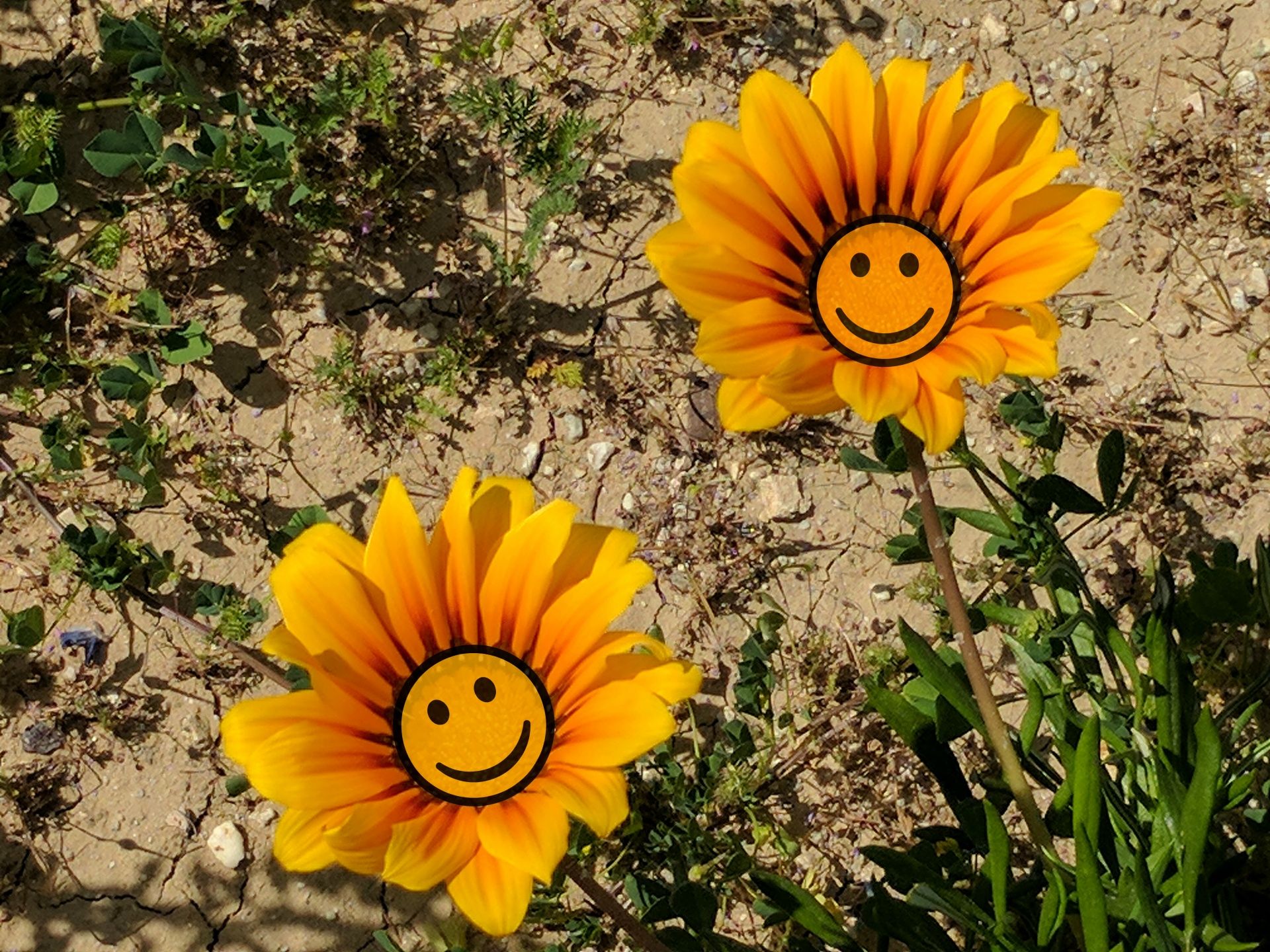 1920x1440 Download free photo of Flower, flowers, smile, smiles, smiley