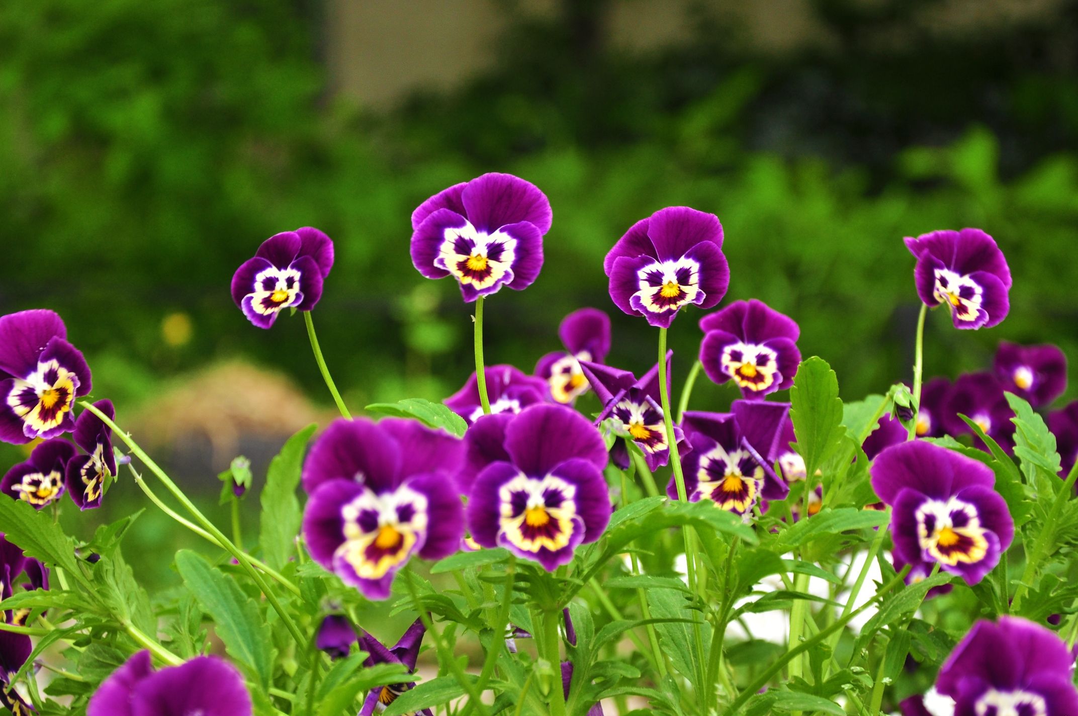 2144x1424 Phone wallpaper: Smiles, Flowers, Smile, Grass, Pansies, Faces, Muzzles 147847