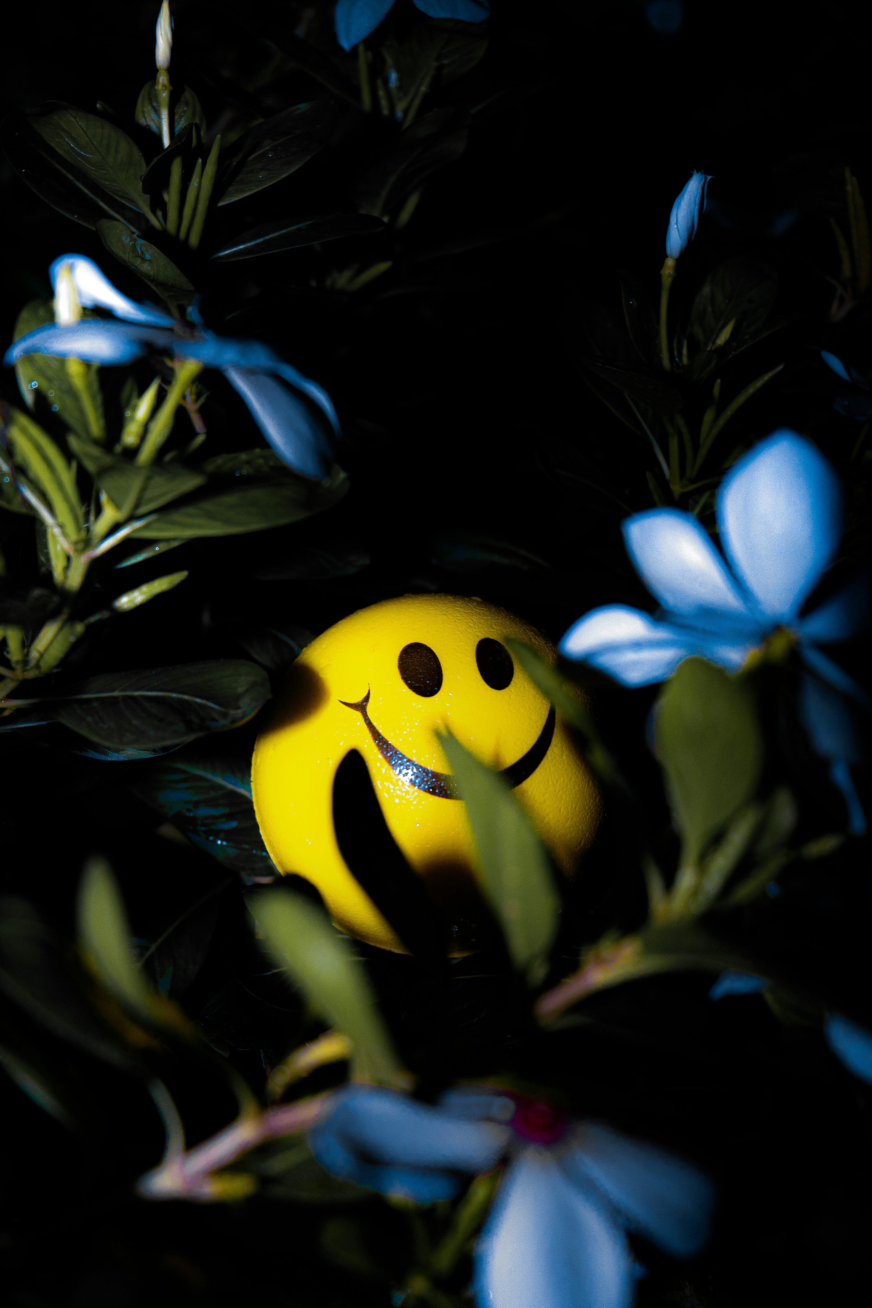 3000x4500 A yellow frog in a plant photo