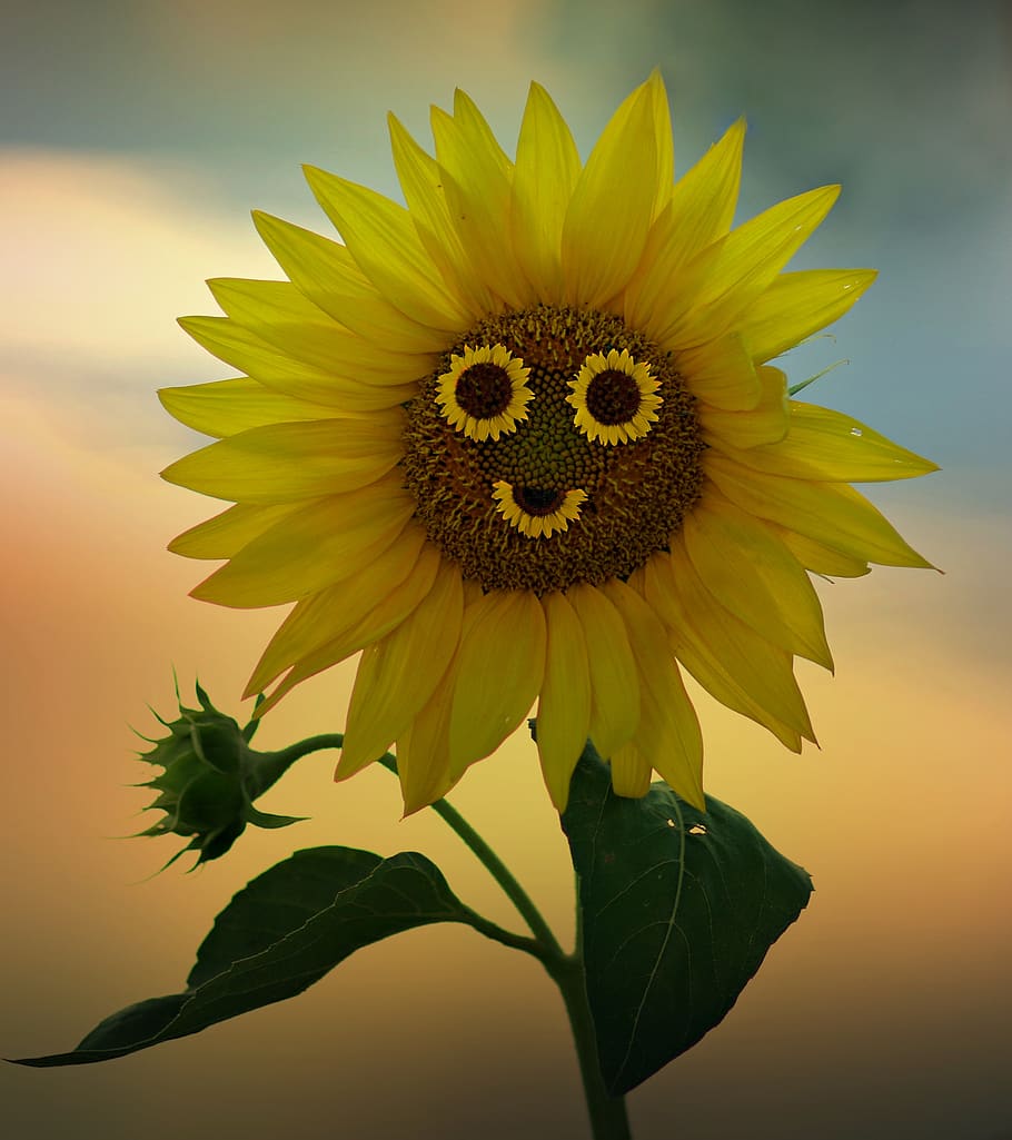 910x1025 flower of sunflower 1080P, 2K, 4K, 5K HD wallpaper free download, sort