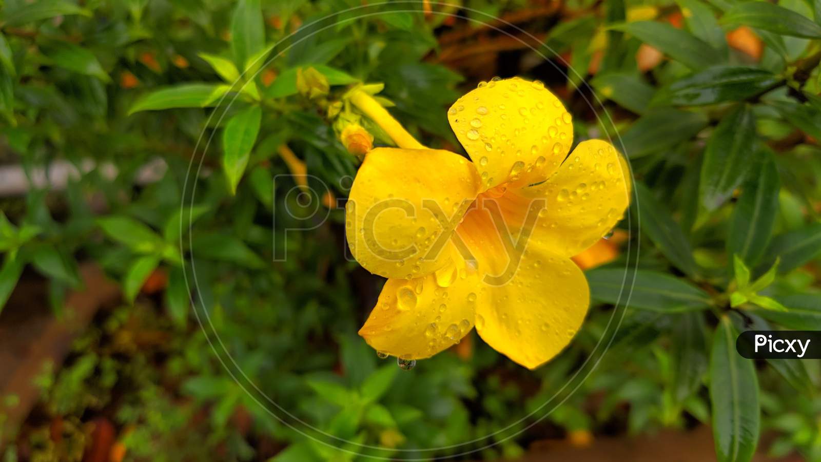 1600x900 Image Of Nature Full Of Smile With Flowers BR064606 Picxy