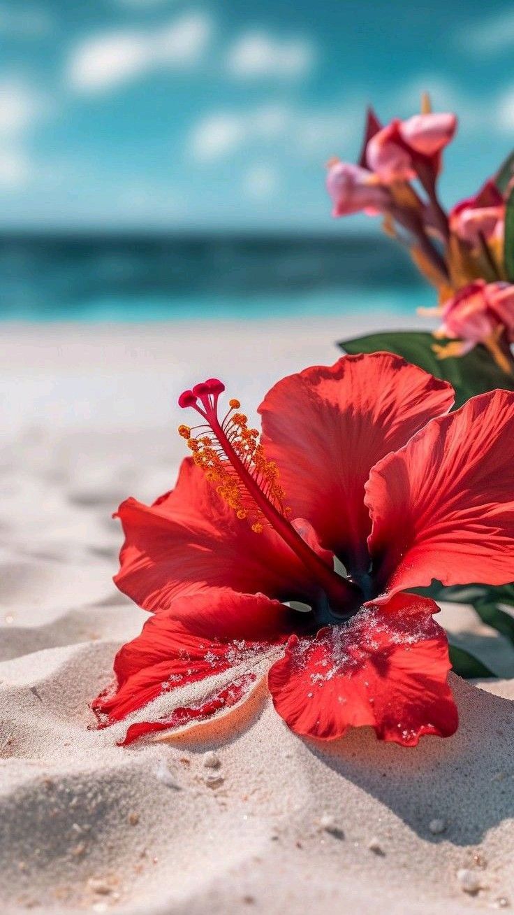 736x1308 fleur #vaiana #plage #aesthetic