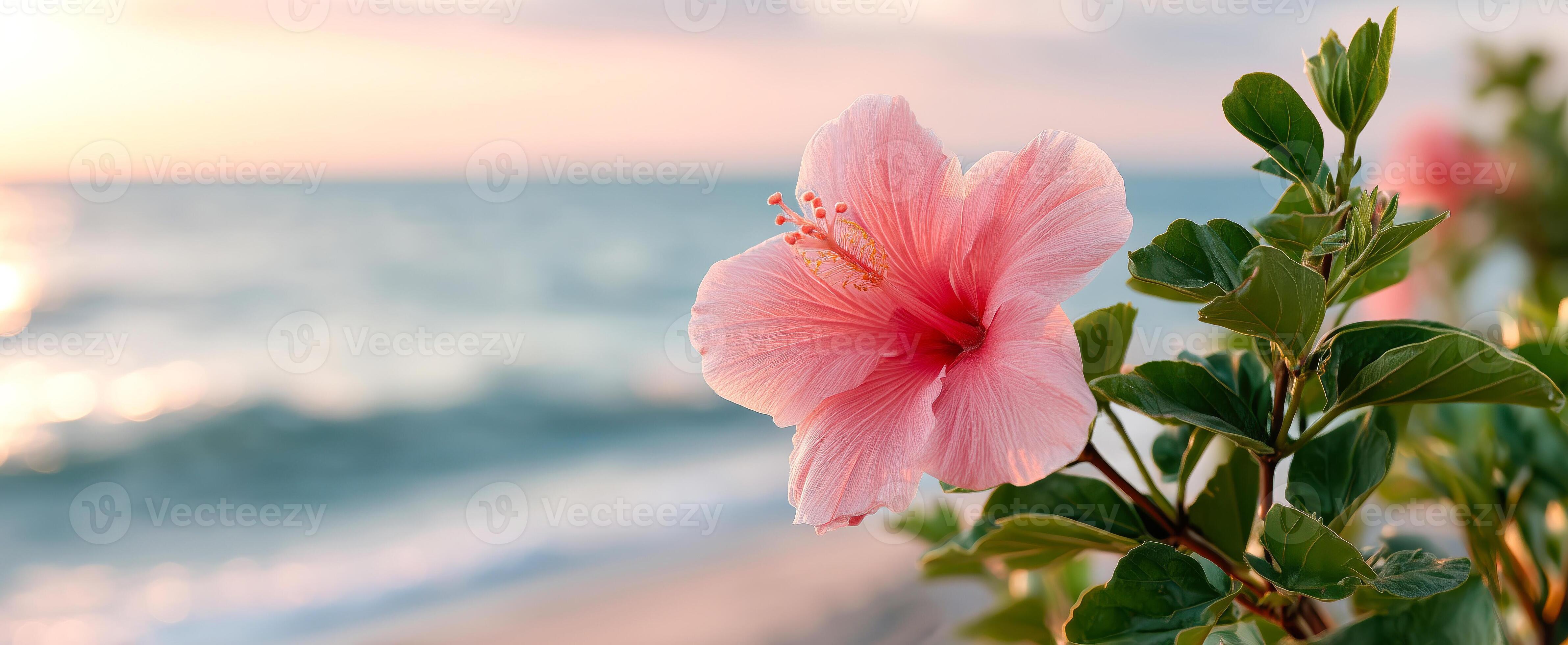4767x1960 Panoramic image of pink hibiscus flowers in the background of sunset beach