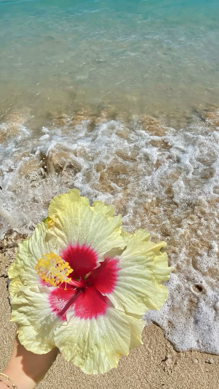 736x1308 Hibiscus