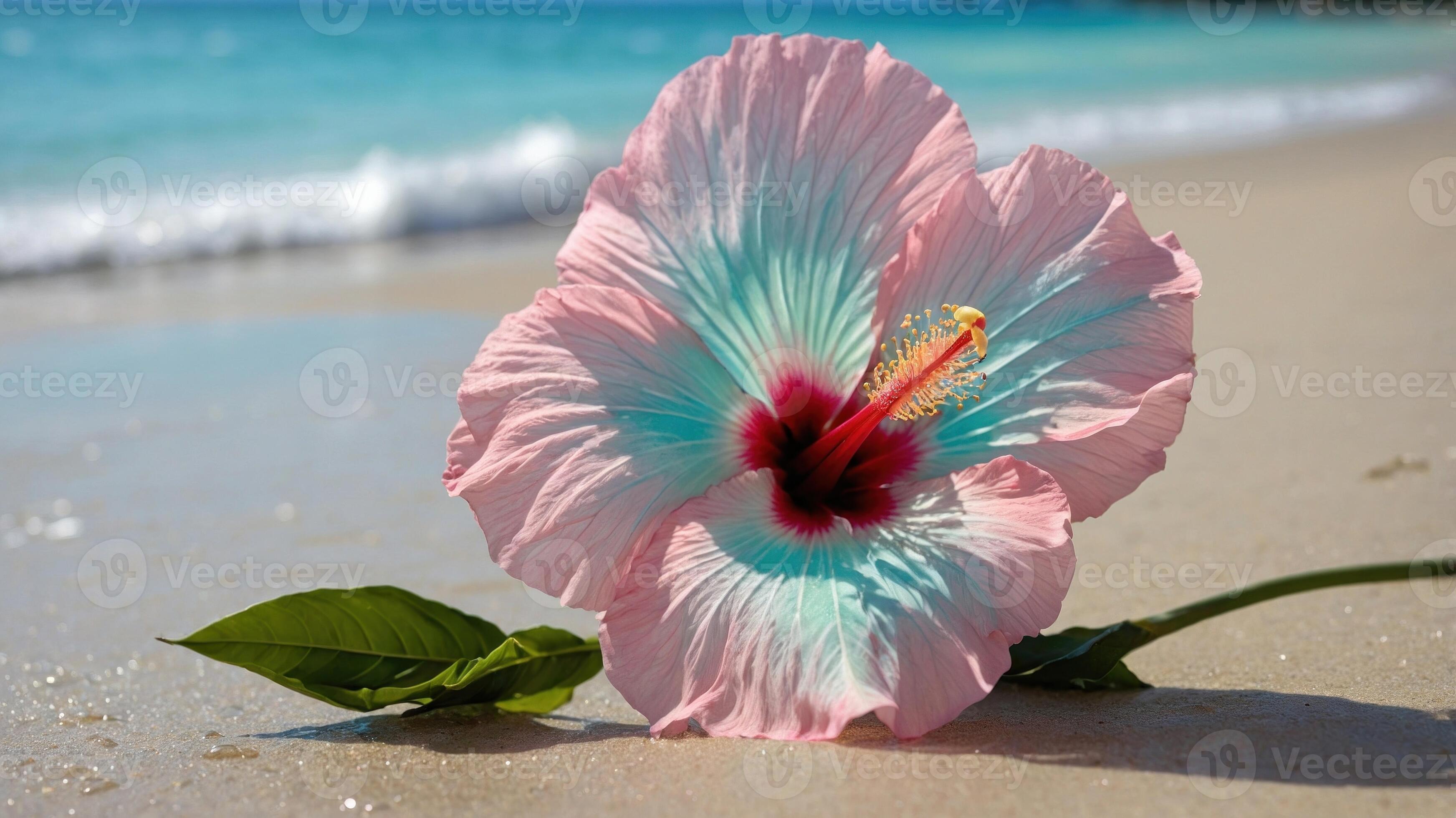 3488x1960 Vibrant pink and blue hibiscus flower resting on sandy beach with gentle waves in the background