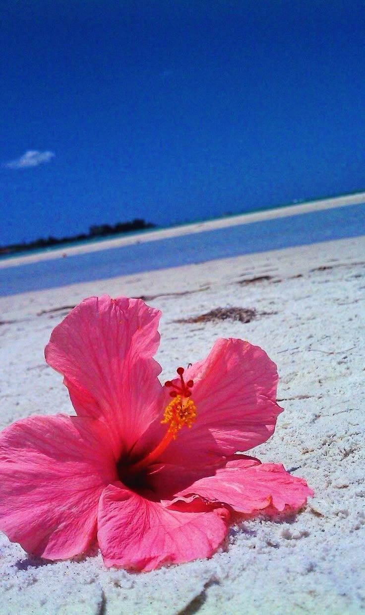736x1239 Princess Peach Wallpaper: Pink Flower on Sandy Beach. Hibiscus flower caribbean beach, Hibiscus flowers by