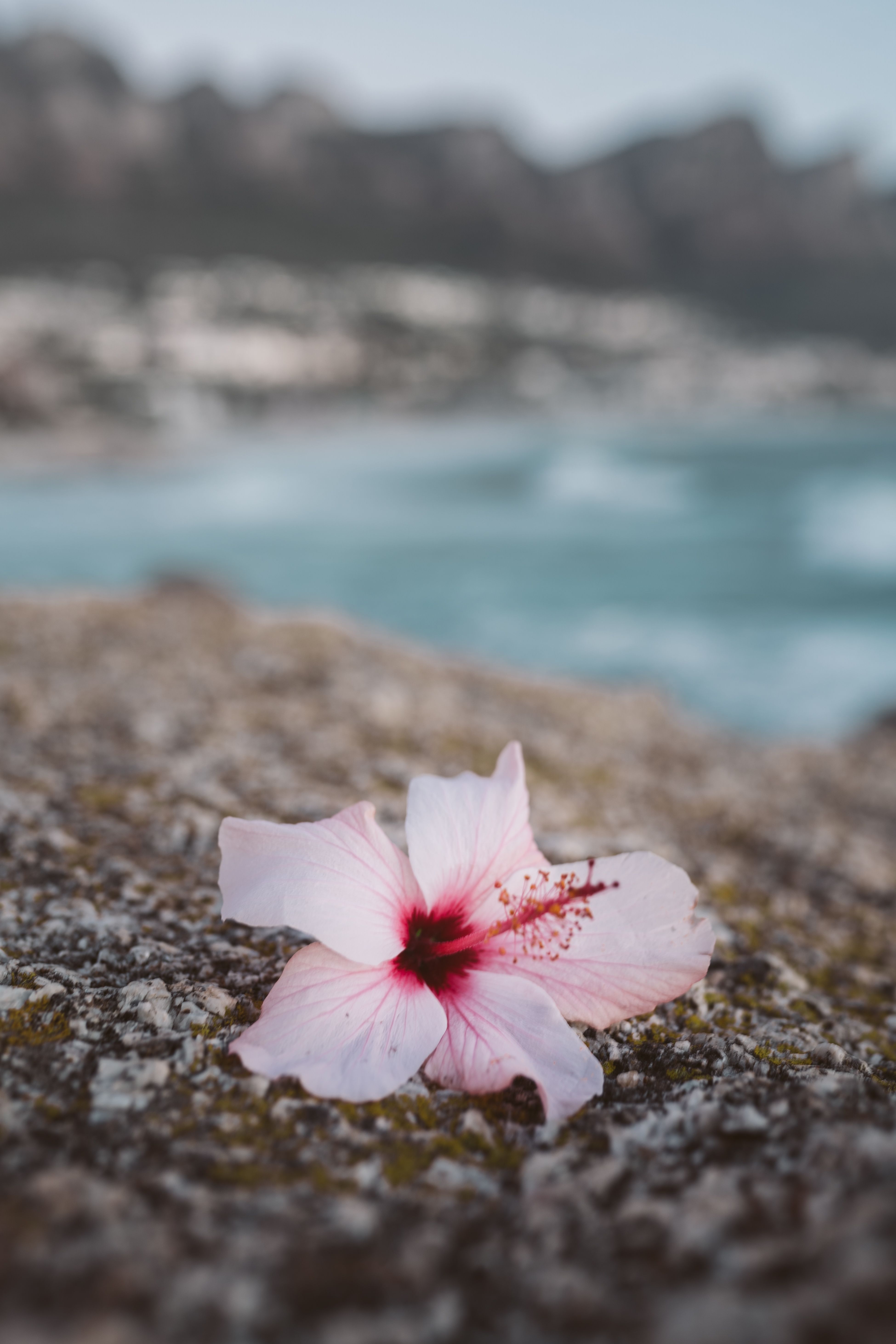3899x5848 Close up of Flower · Free