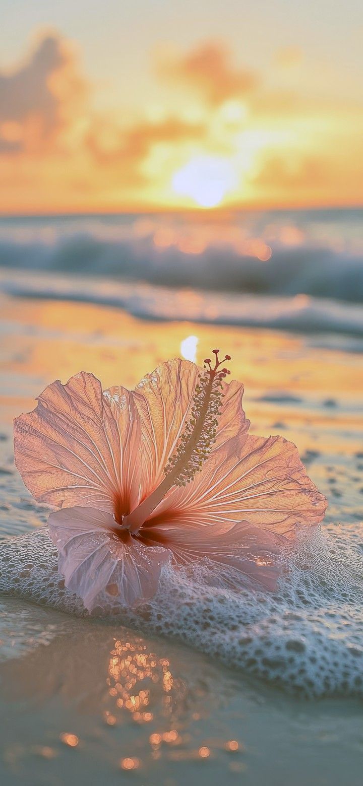 720x1560 Hibiscus flower sunset painting easy. Happy beach picture, Fall beach wallpaper, iPad background aesthetic horizontal