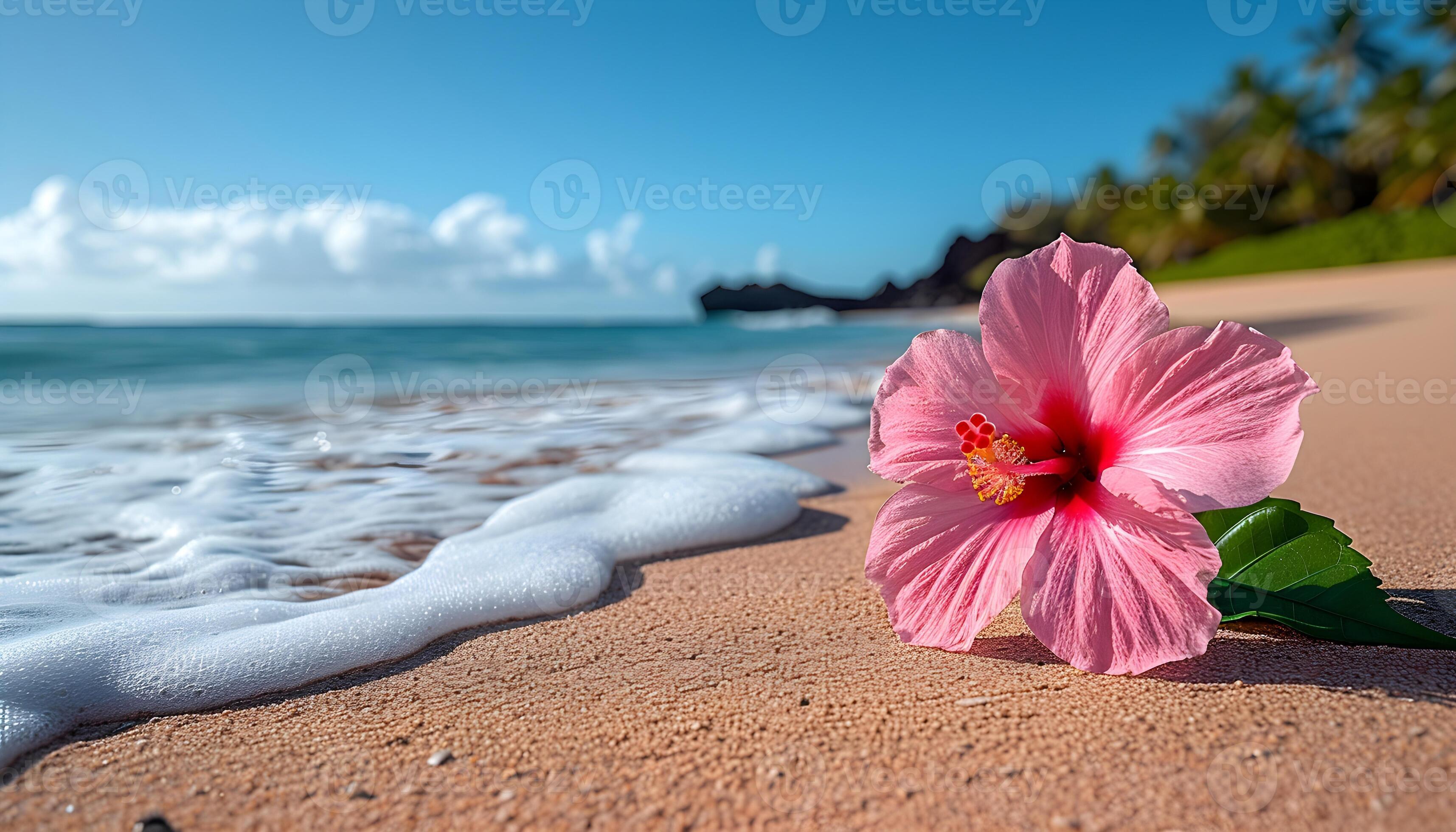 3430x1960 Pink hibiscus flower on the beach with sea wave background