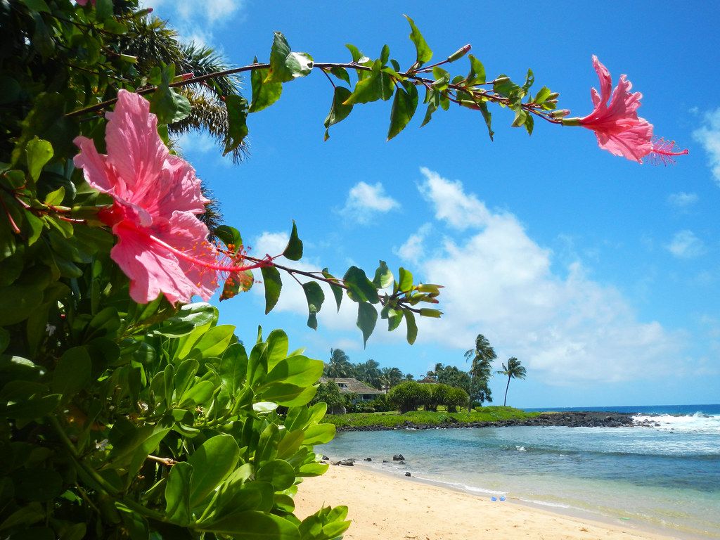 1024x768 Pink hibiscus on the beach