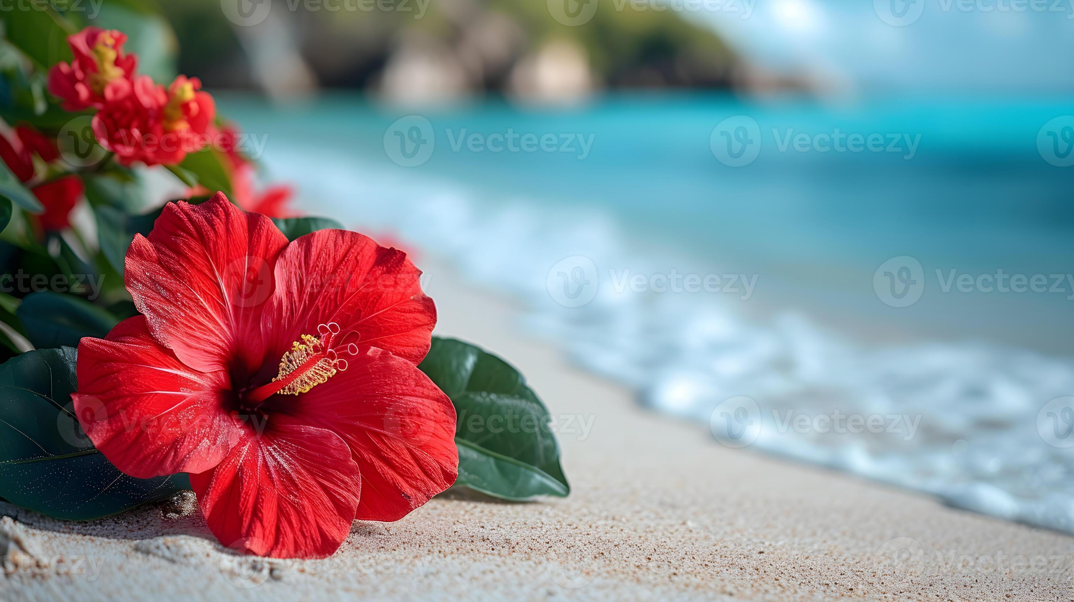 3497x1960 Red hibiscus flower on the beach with sea wave background