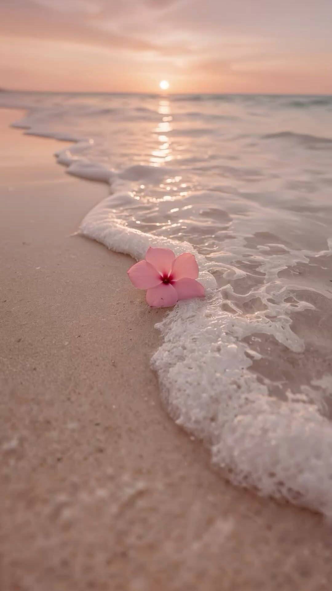 1080x1920 Summer Wallpaper with Flower on the Beach for Phone & iPhone