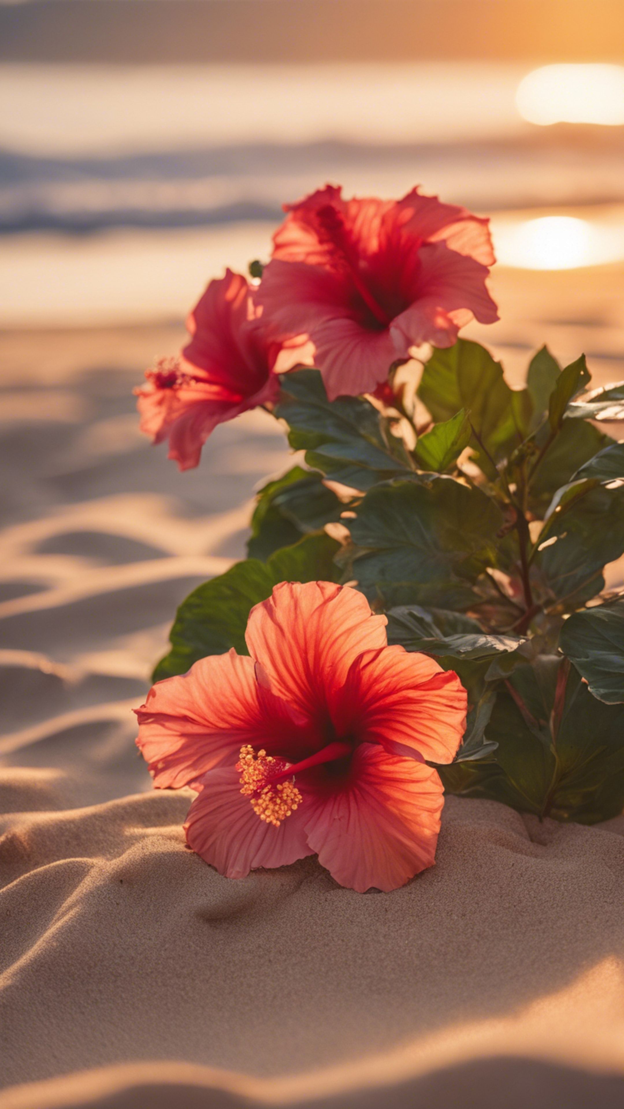 2160x3840 A cluster of tropical hibiscus flowers blooming on a sandy beach at sunset. Wallpaper [8e416acdfdb5400ea3b9]