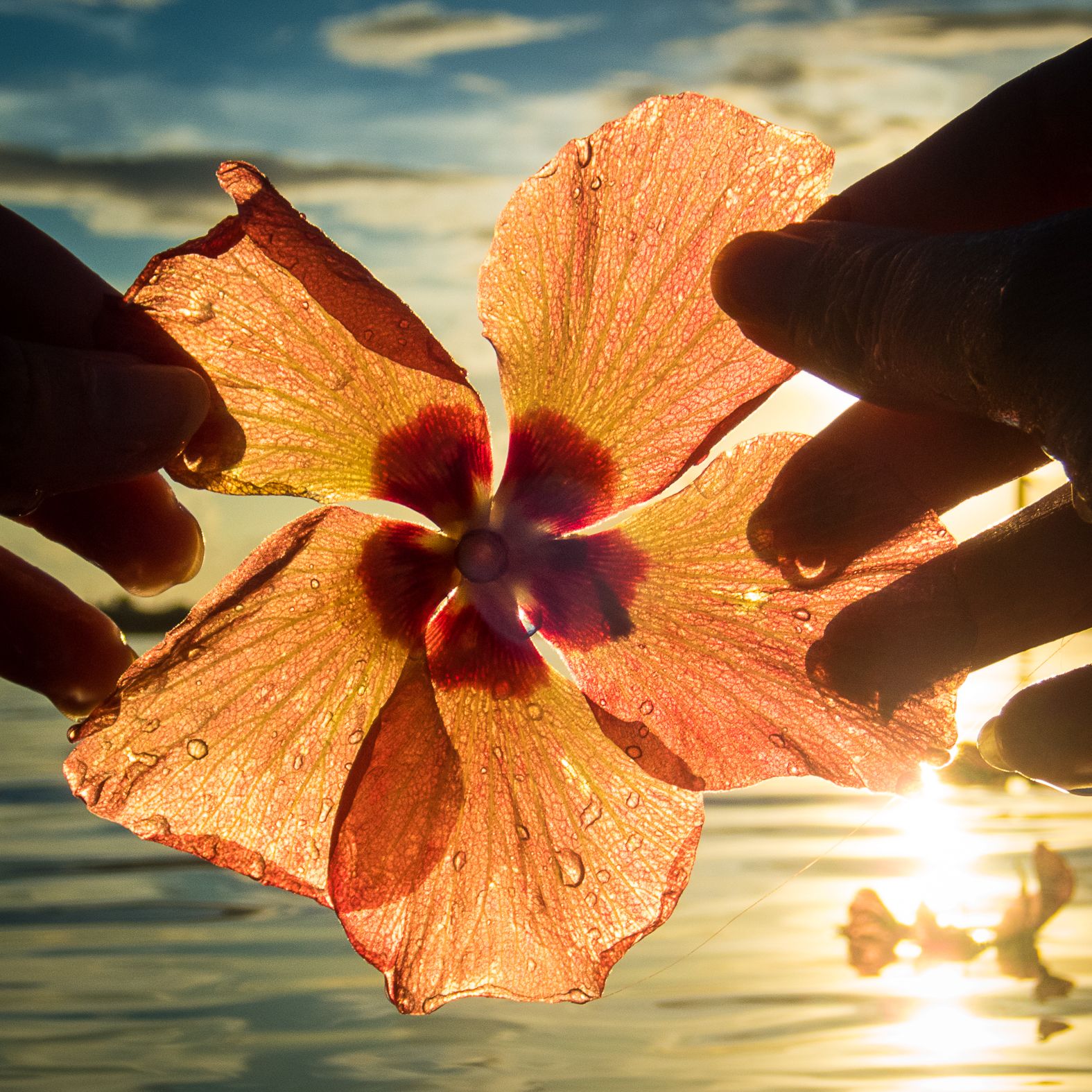 1575x1575 Hibiscus Flower at Sunset