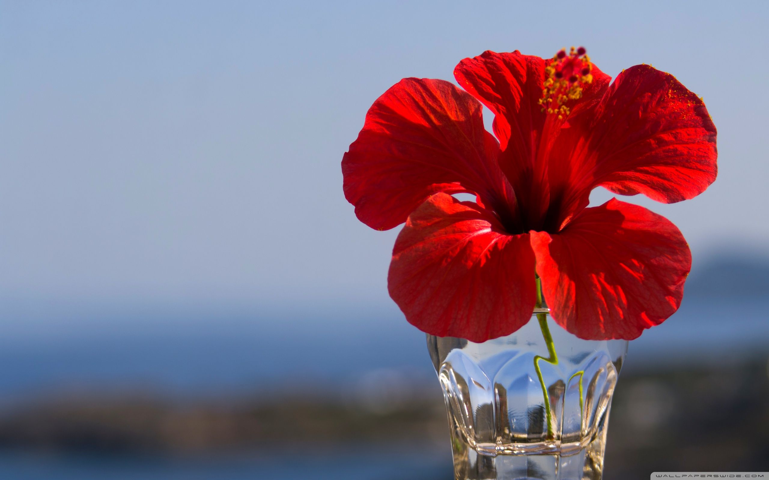 2560x1600 Exotic Red Hibiscus Flower 4K UHD Wallpaper for UltraHD Desktop and TV : Smartphone and Tablet Devices