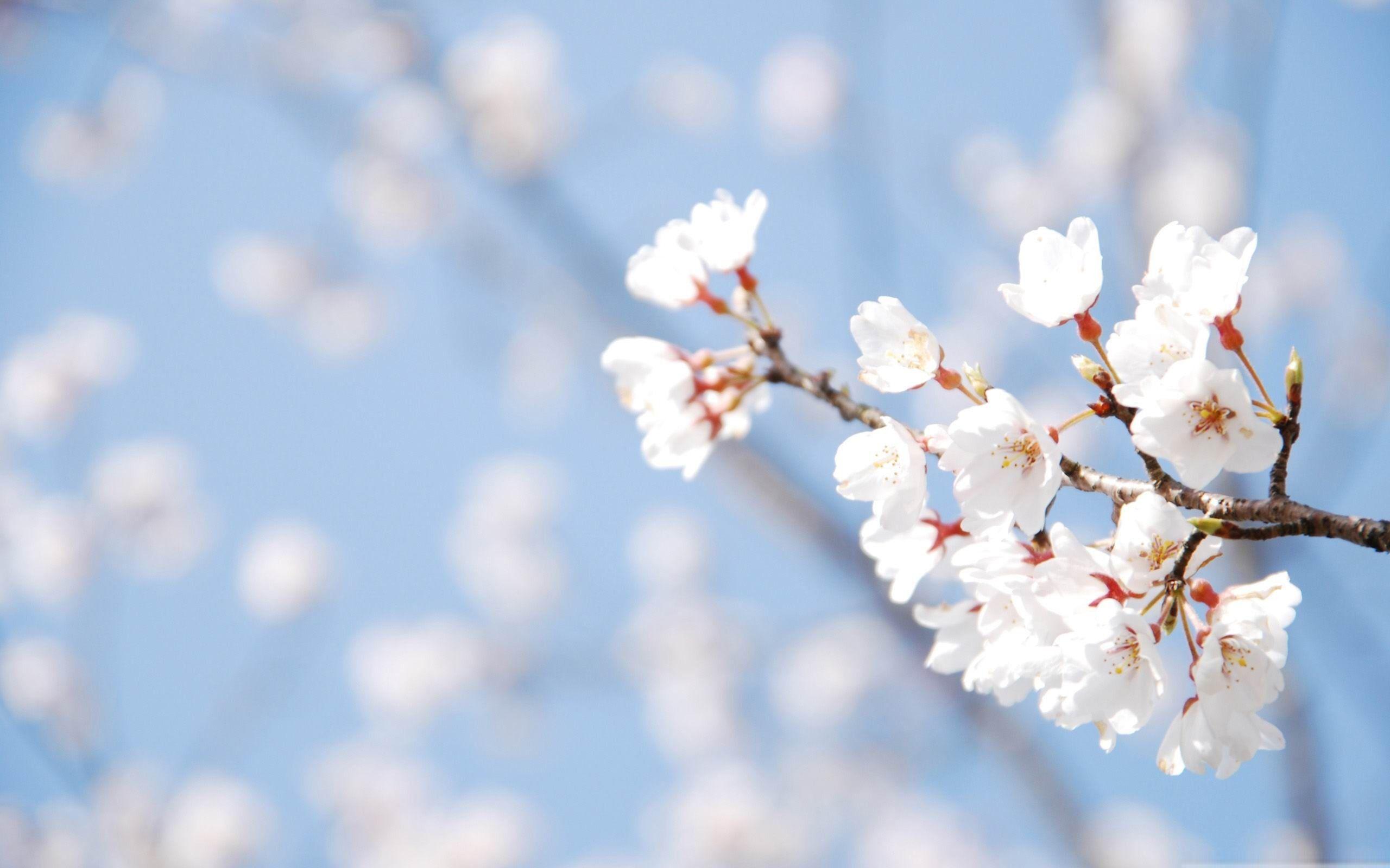 2560x1600 Free download Welcome Spring With Some Fresh [2560x1600]