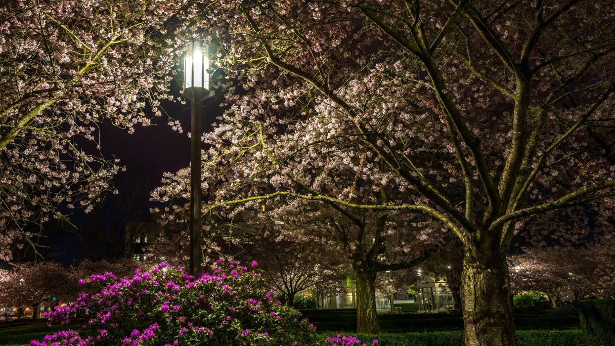 1244x700 Night park lantern blooming trees grass bushes flowers