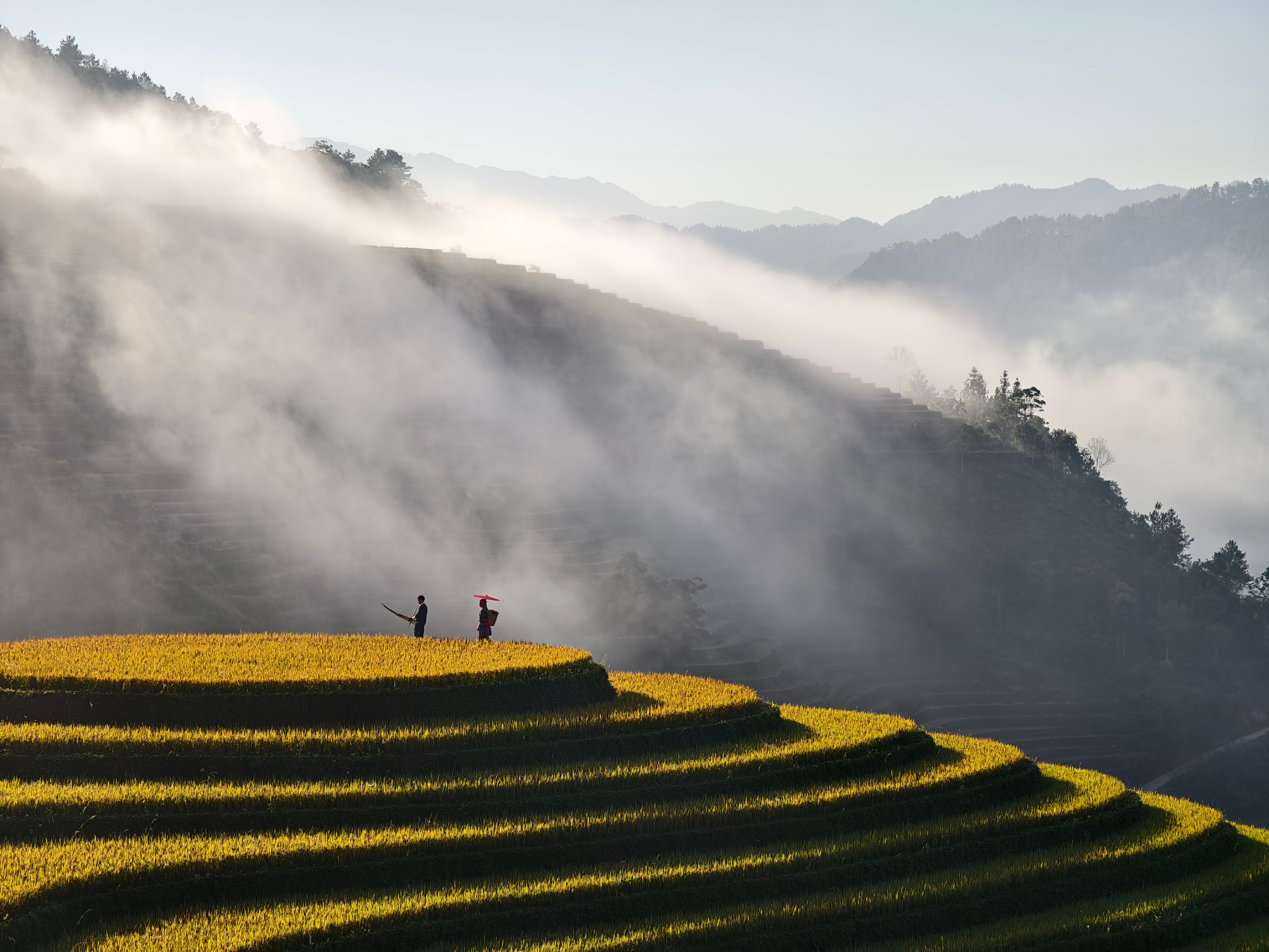 8192x6144 Scenic Terraced Rice Fields in Morning Fog · Free