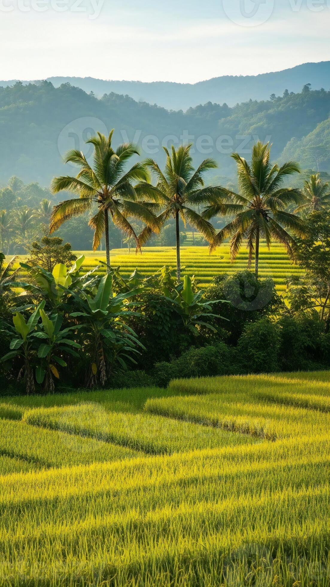 1103x1960 Nature wallpaper, Nature landscape, Sunlit Terraced Fields with Palm Trees in Paradise