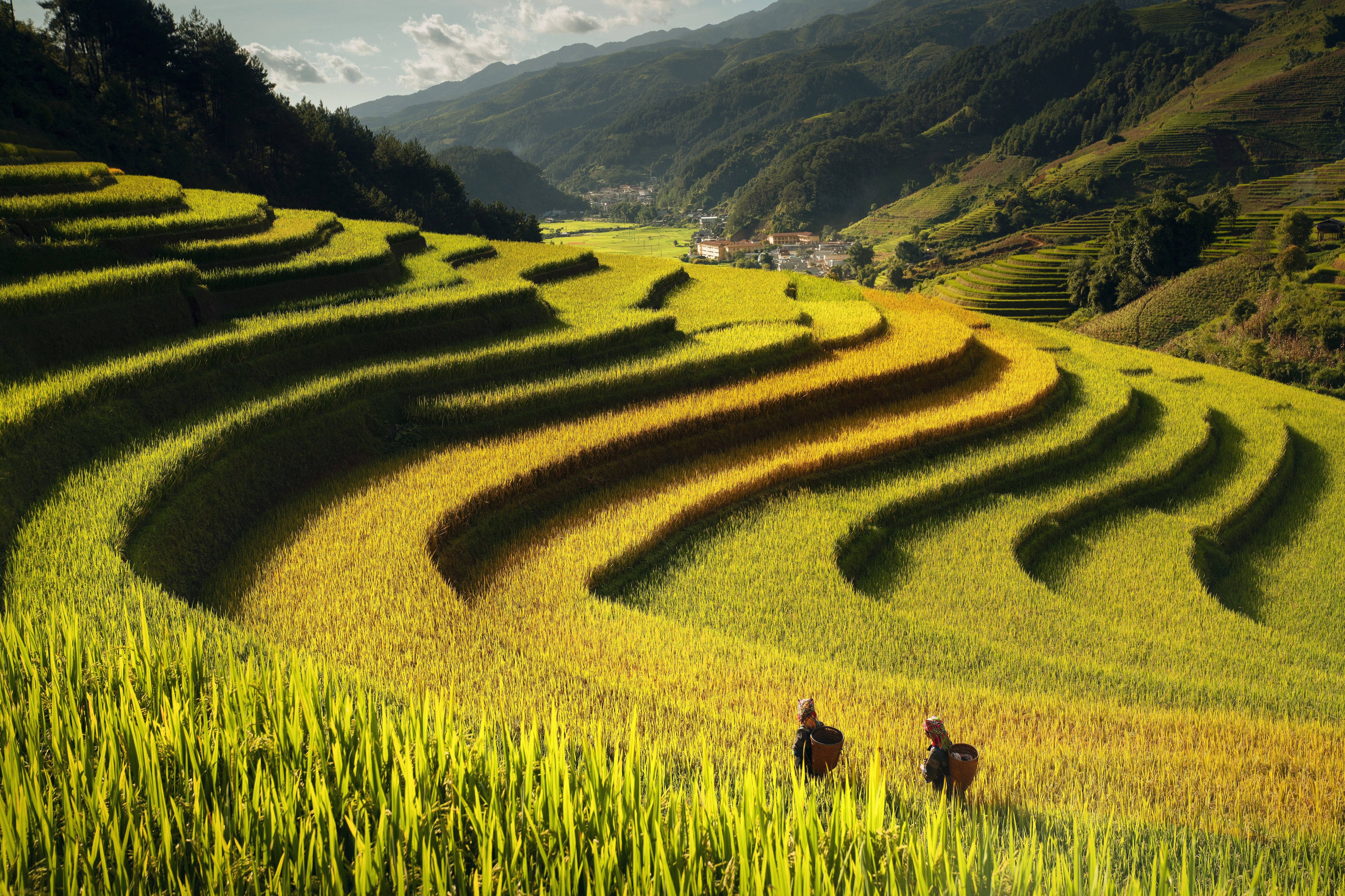 6144x4098 Download Man Made Rice Terrace 4k Ultra HD Wallpaperx4098