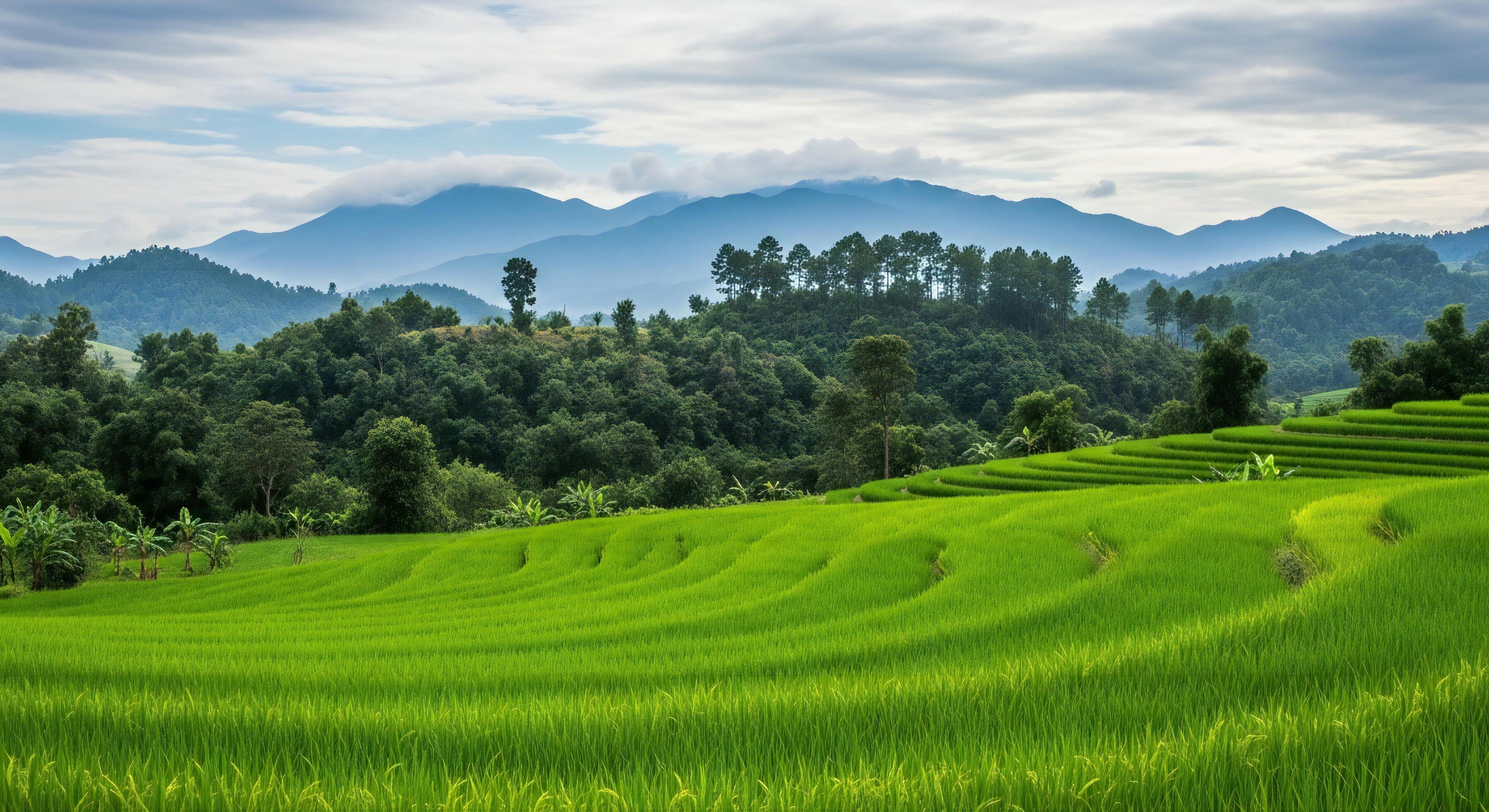 3593x1960 Nature background, Nature wallpaper, Lush green terraced rice fields with a backdrop of rolling forested mountains and cloudy skies