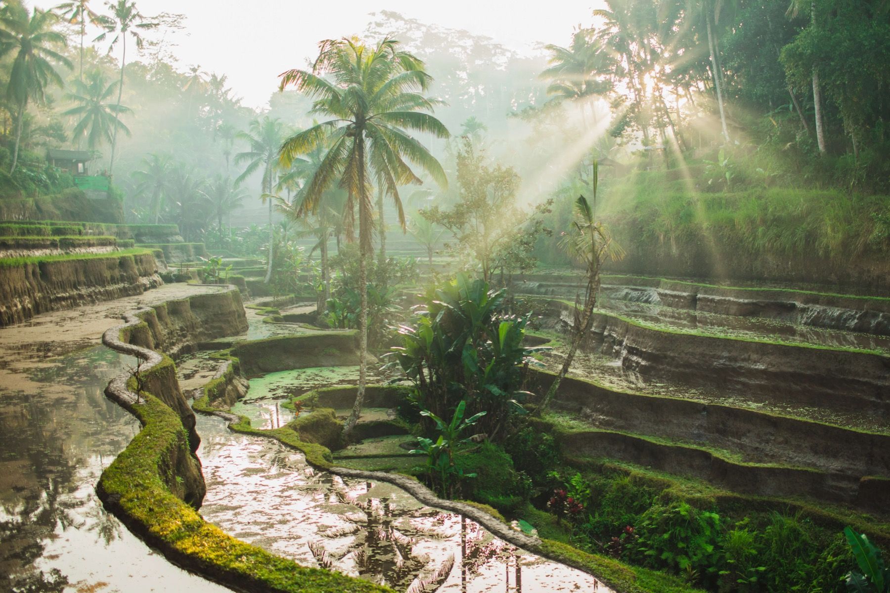 1800x1200 Rice fields in the jungle