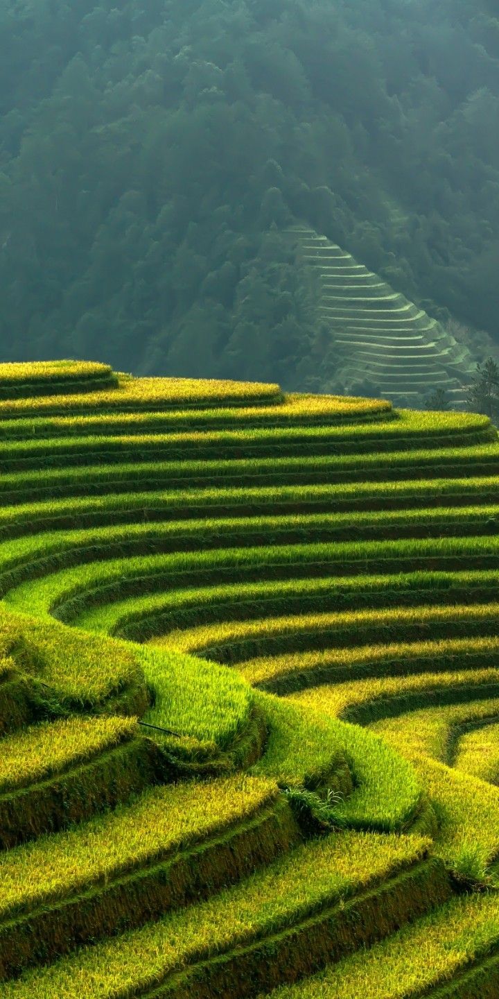 720x1440 Vietnam Travel Grass Field Landscape. Vibrant green rice terraces, Vietnam rice field wallpaper 4k, Scenery