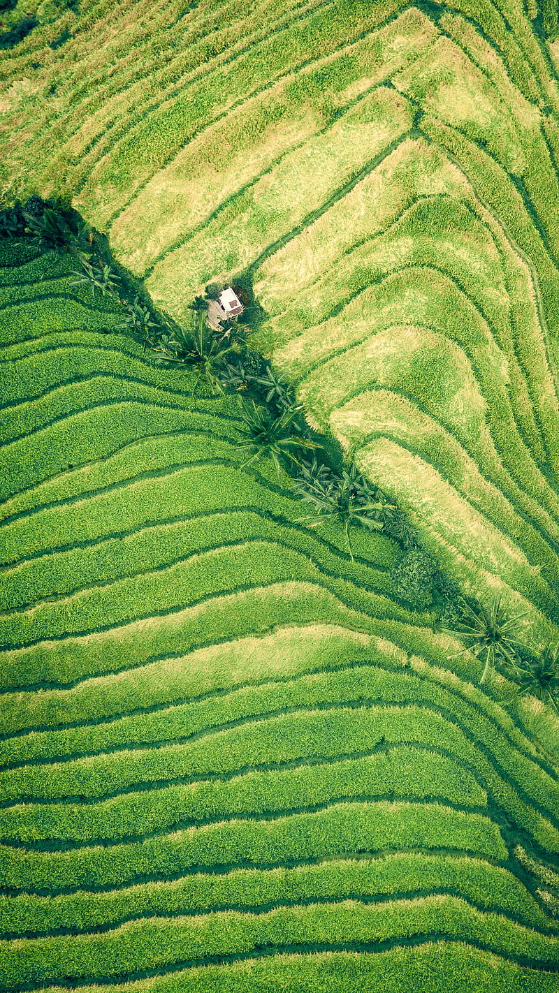 800x1422 Rice terraces aerial view, HD phone wallpaper