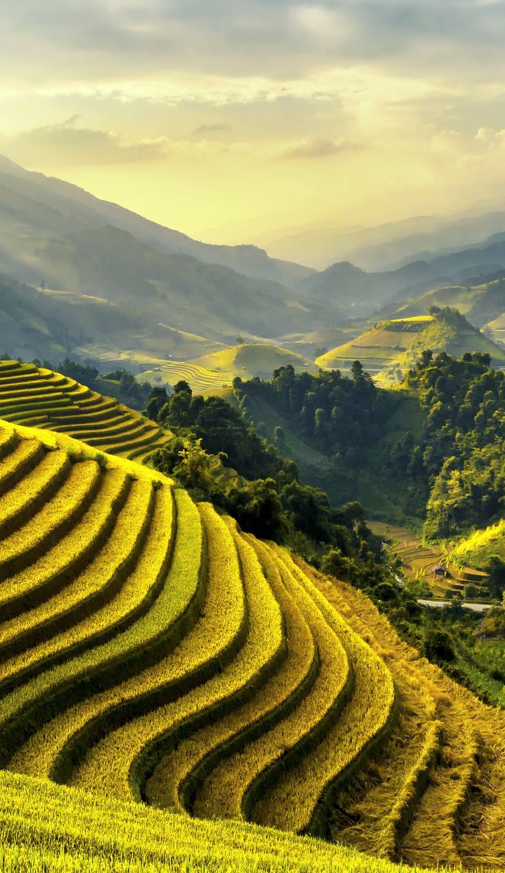 736x1271 Breathtaking Terraced Rice Fields. Rice terraces in sunny landscape, Vietnam rice field wallpaper 4k, Beautiful
