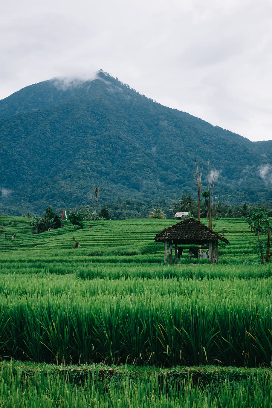910x1365 wallpaper, cabin, rice terrace, nature, mountain, bali, indonesia, green