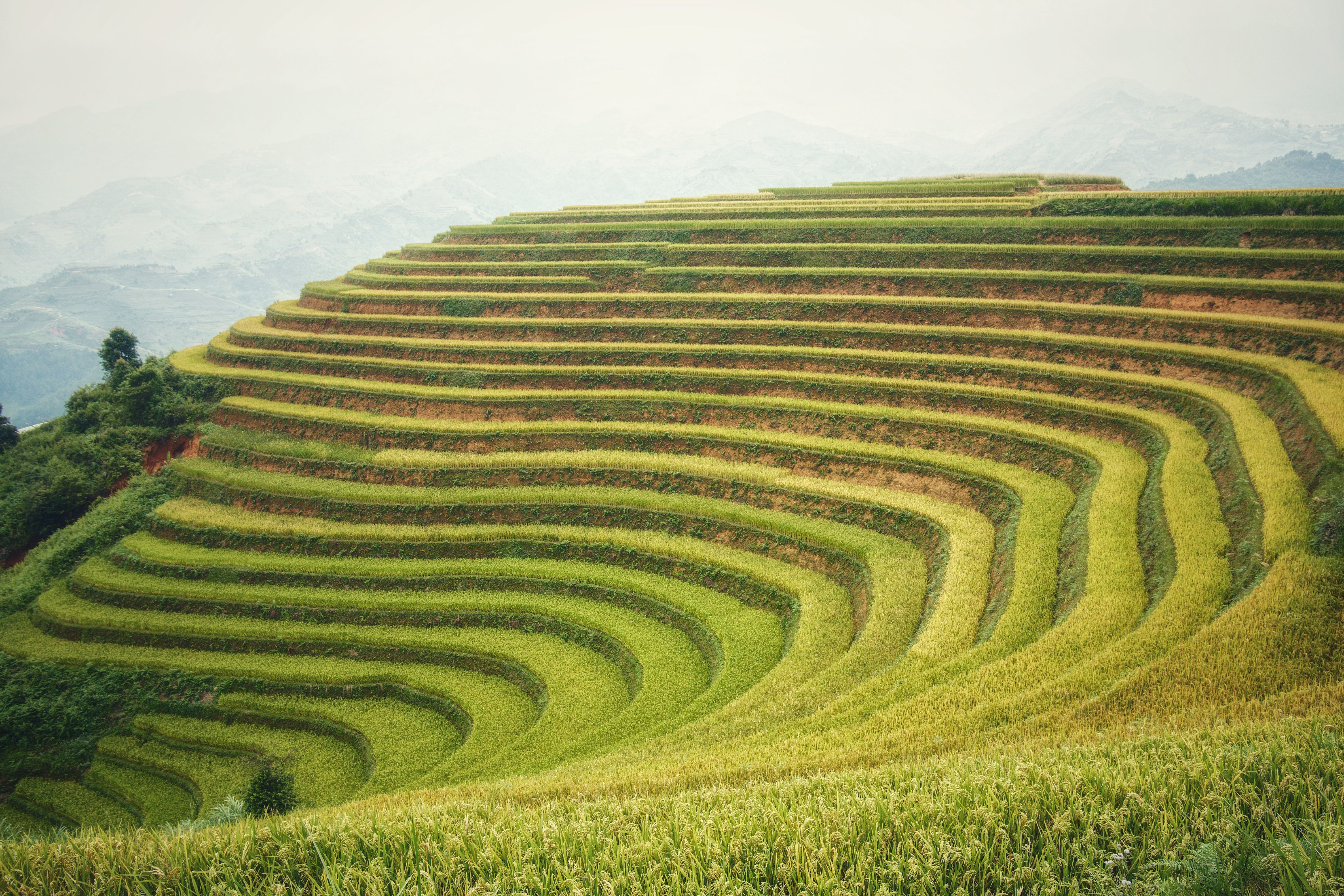 6000x4000 Terrace Fields Photo, Download The BEST Free Terrace Fields & HD Image